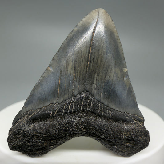 Front View Baby 1.61" Colorful Fossil Megalodon Tooth – South Carolina River Find | Authentic Megalodon Tooth CM6208