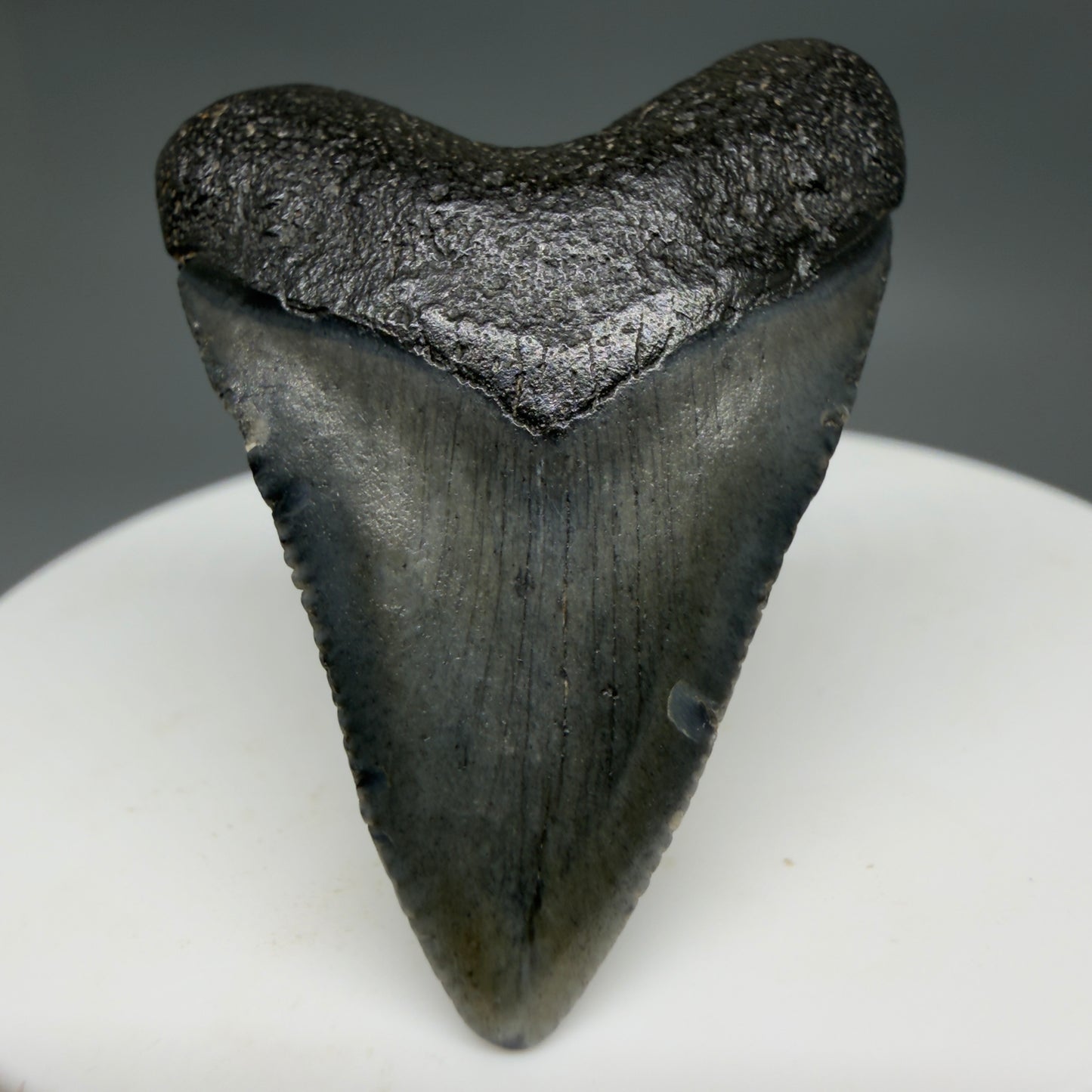 Front View Baby 1.62" Colorful Fossil Megalodon Tooth – South Carolina River Find | Authentic Megalodon Tooth CM6207