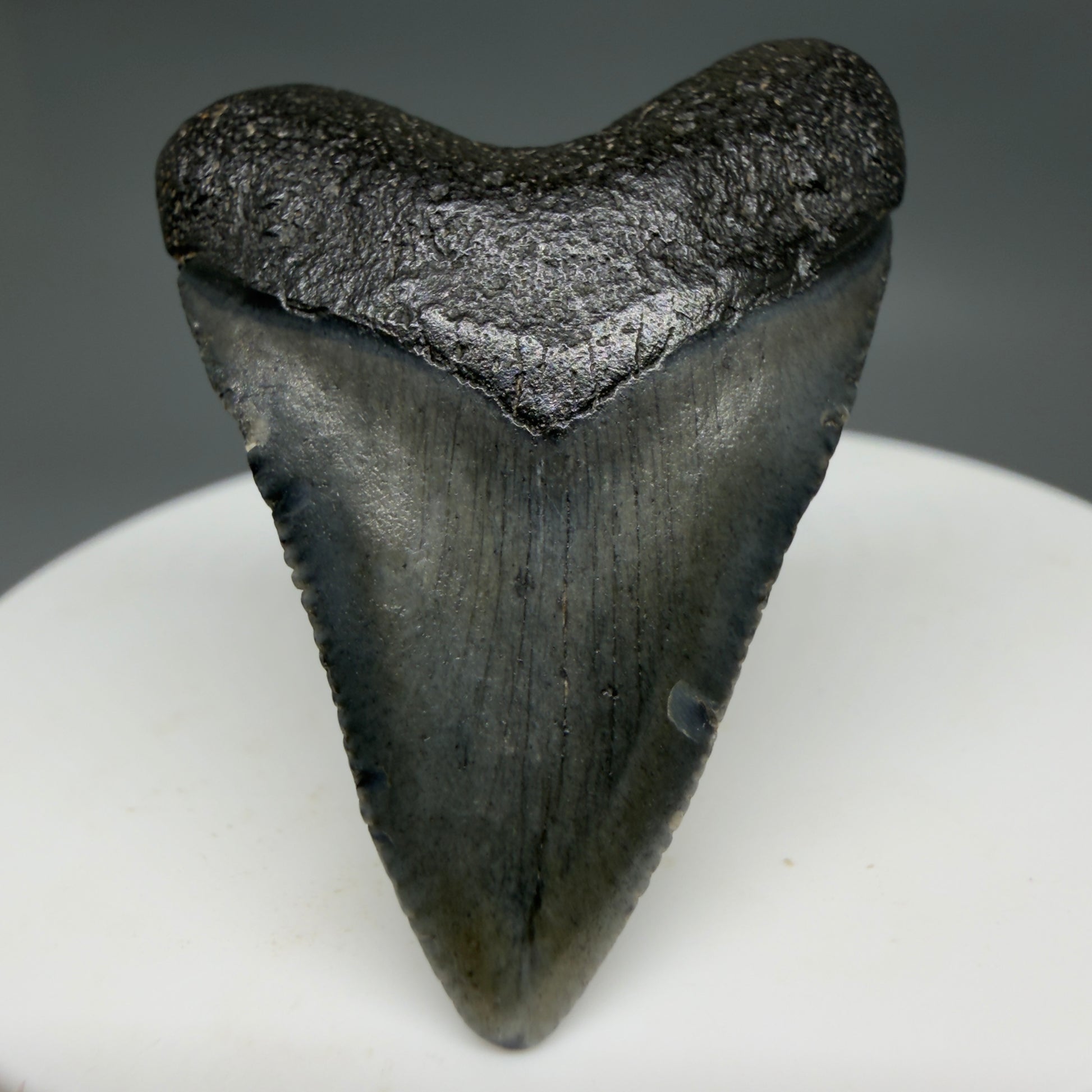 Front View Baby 1.62" Colorful Fossil Megalodon Tooth – South Carolina River Find | Authentic Megalodon Tooth CM6207