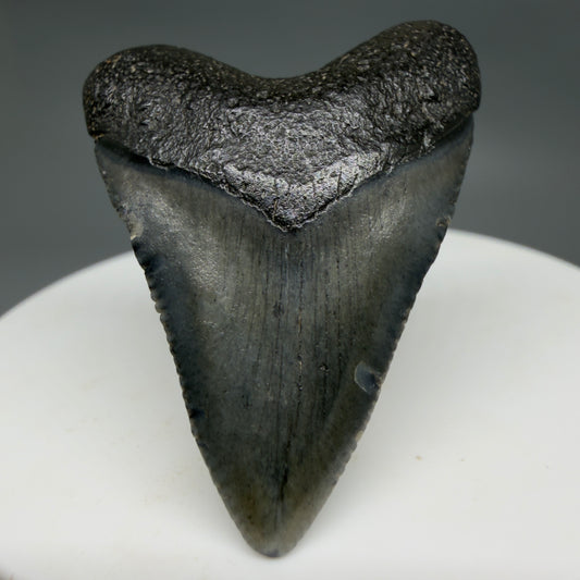 Front View Baby 1.62" Colorful Fossil Megalodon Tooth – South Carolina River Find | Authentic Megalodon Tooth CM6207