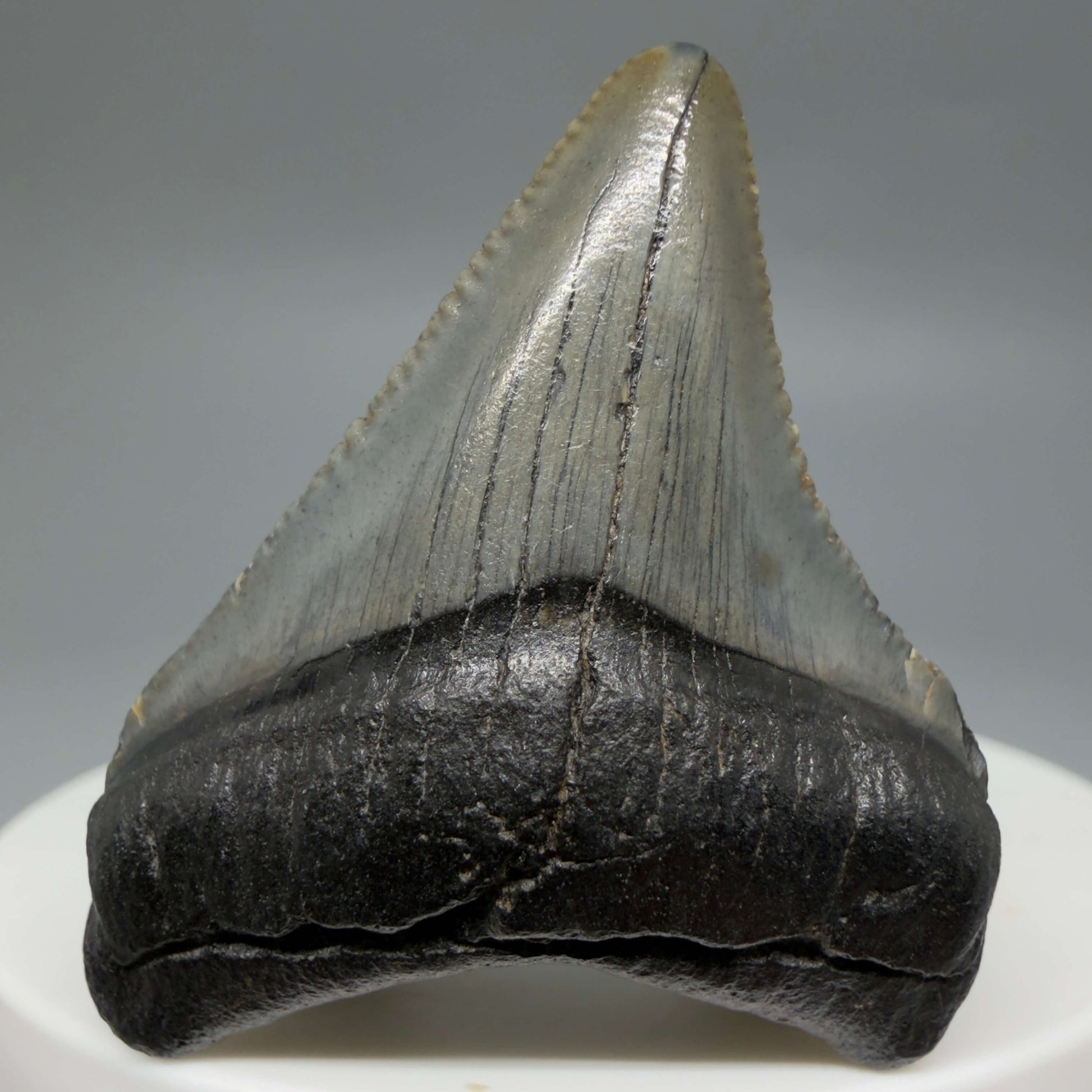 Front View Baby 1.64" Colorful Fossil Megalodon Tooth – South Carolina River Find | Authentic Megalodon Tooth CM6428