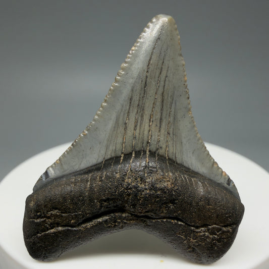 Front View Baby 1.68" Colorful Fossil Megalodon Tooth – South Carolina River Find | Authentic Megalodon Tooth CM6025