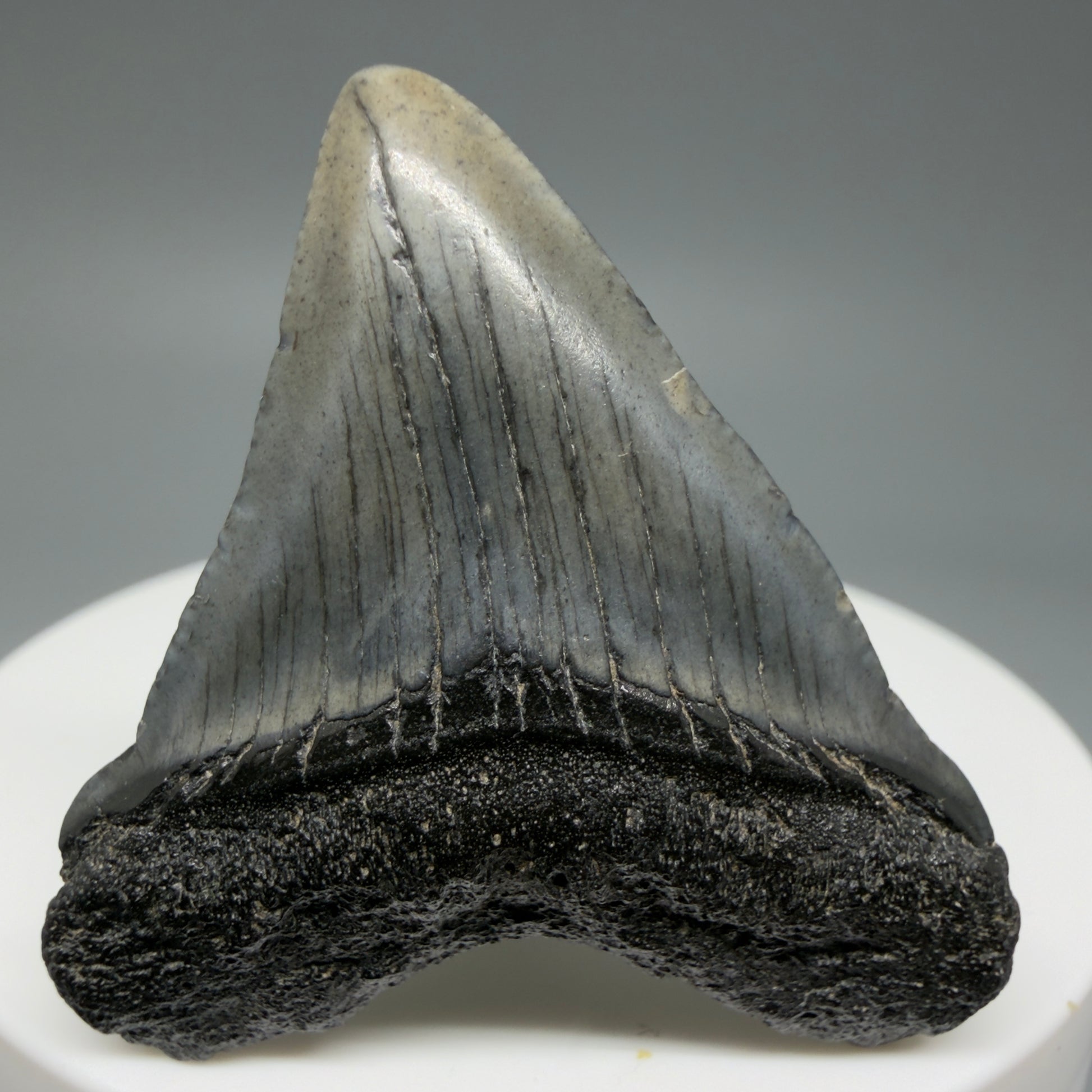 Front View Baby 1.70" Colorful Fossil Megalodon Tooth – South Carolina River Find | Authentic Megalodon Tooth CM6024