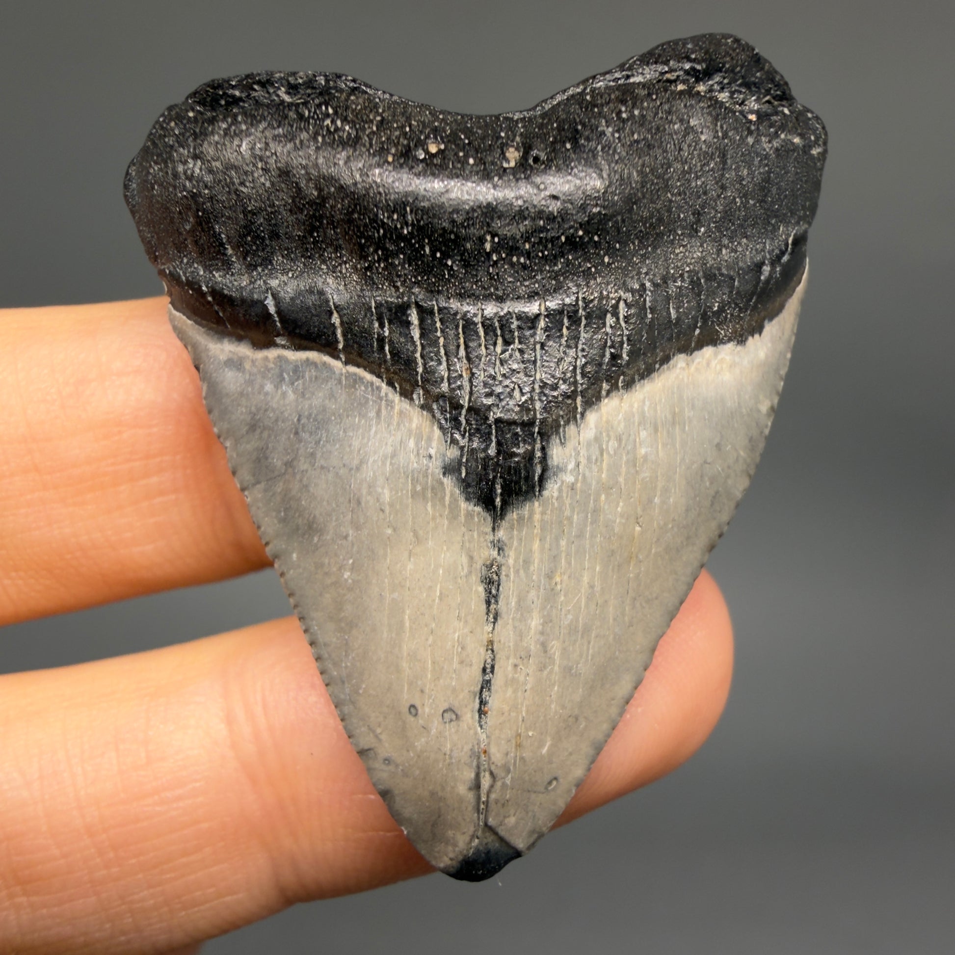 Front View Baby 1.72" Colorful Fossil Megalodon Tooth – South Carolina River Find | Authentic Megalodon Tooth megalodonteeth.com CM6538