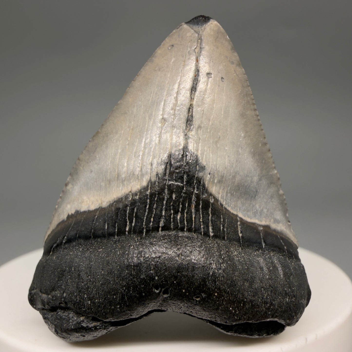 Front View Baby 1.72" Colorful Fossil Megalodon Tooth – South Carolina River Find | Authentic Megalodon Tooth megalodonteeth.com CM6538 - 1