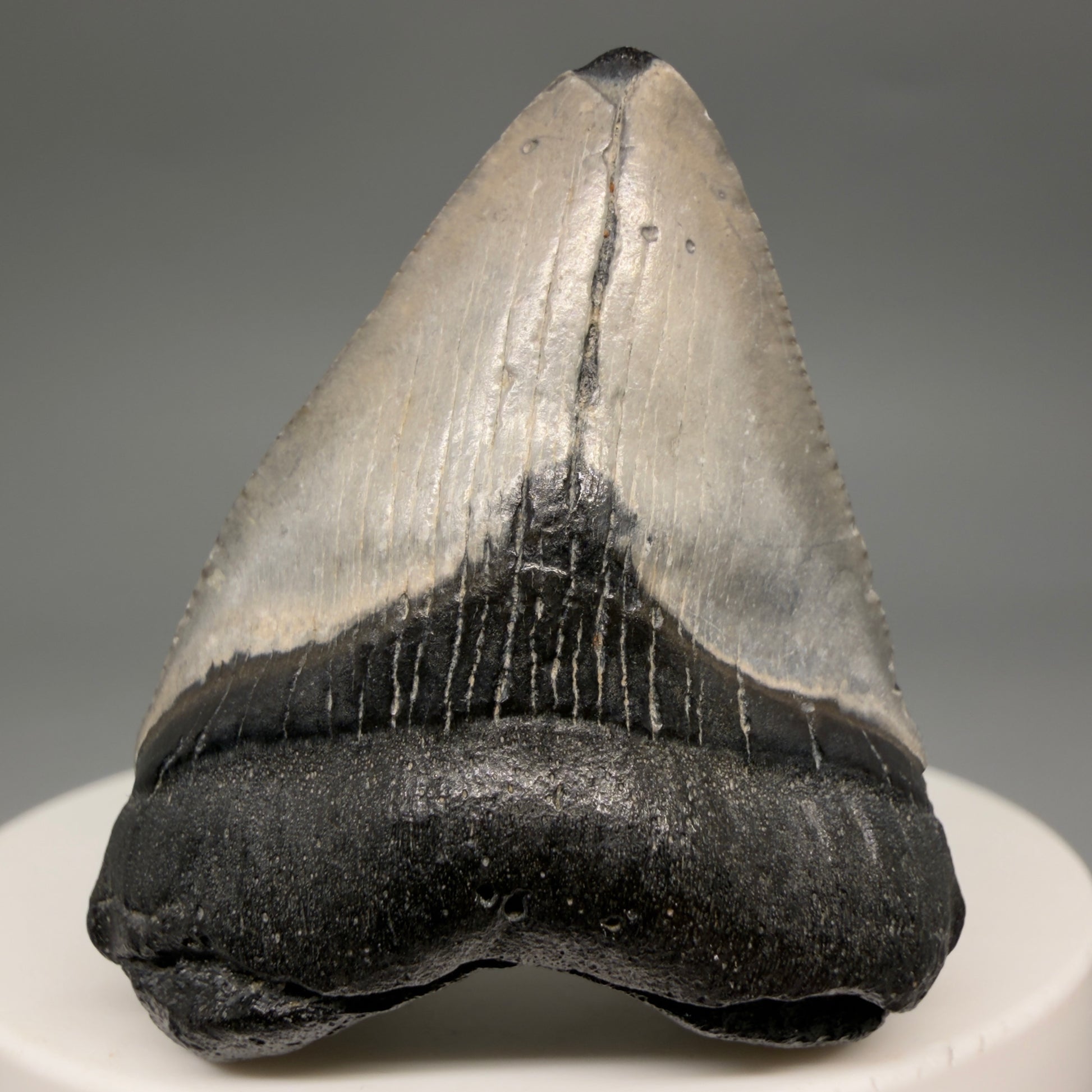 Front View Baby 1.72" Colorful Fossil Megalodon Tooth – South Carolina River Find | Authentic Megalodon Tooth megalodonteeth.com CM6538 - 1