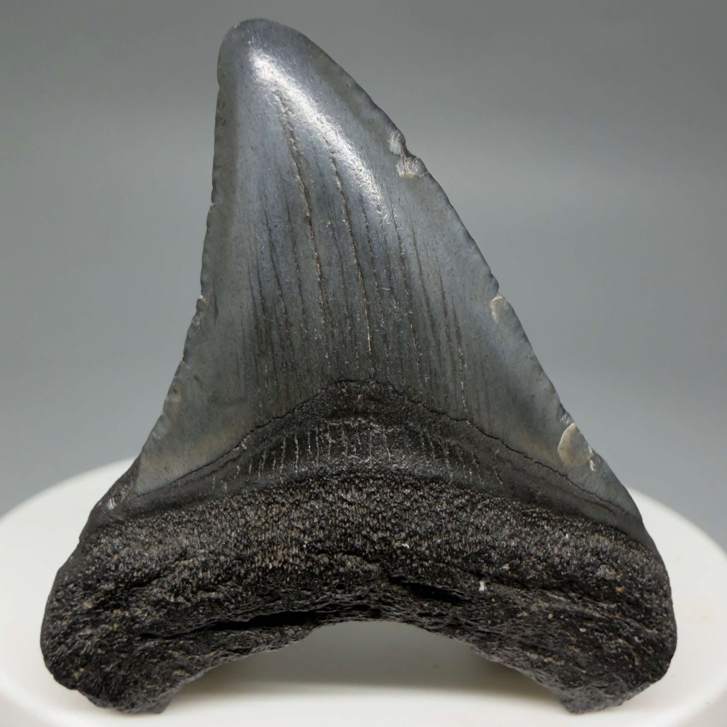 Front View Baby 1.77" Colorful Fossil Megalodon Tooth – South Carolina River Find | Authentic Megalodon Tooth CM6430
