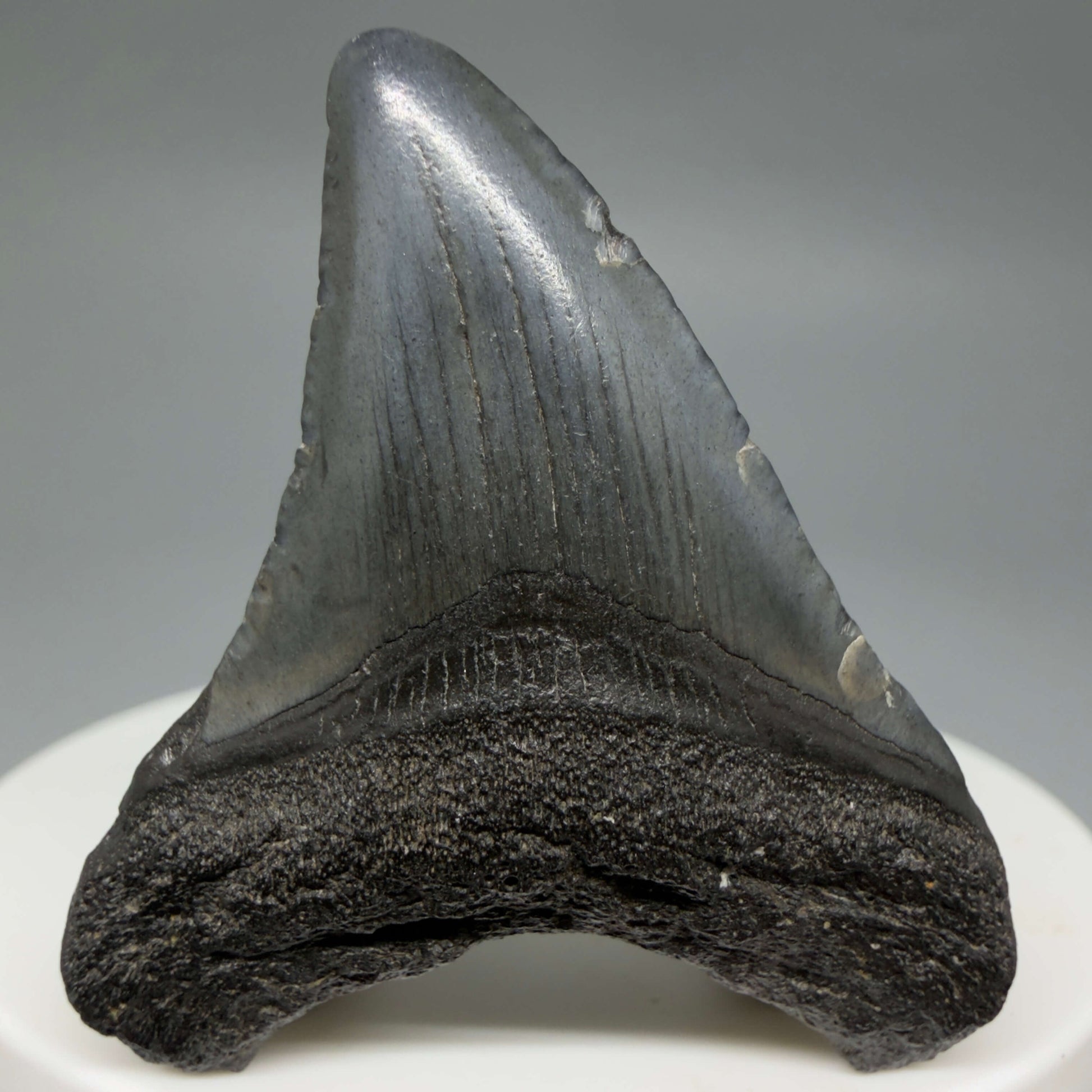 Front View Baby 1.77" Colorful Fossil Megalodon Tooth – South Carolina River Find | Authentic Megalodon Tooth CM6430
