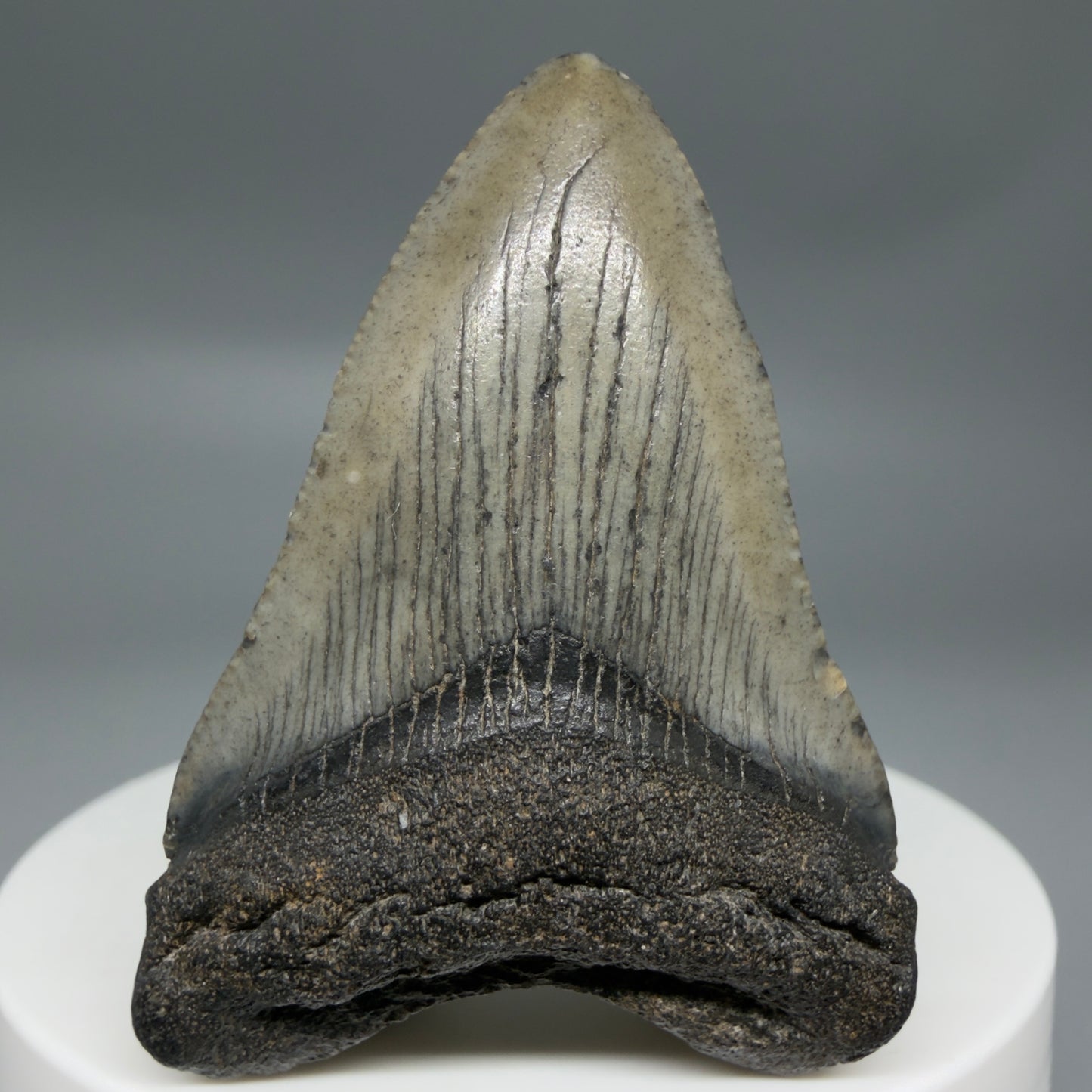 Front View Baby 1.95" Colorful Fossil Megalodon Tooth – South Carolina River Find | Authentic Megalodon Tooth CM6343