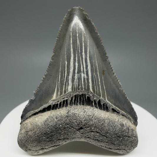 Front View Baby 1.99" Colorful Fossil Megalodon Tooth – South Carolina River Find | Authentic Megalodon Tooth CM6029