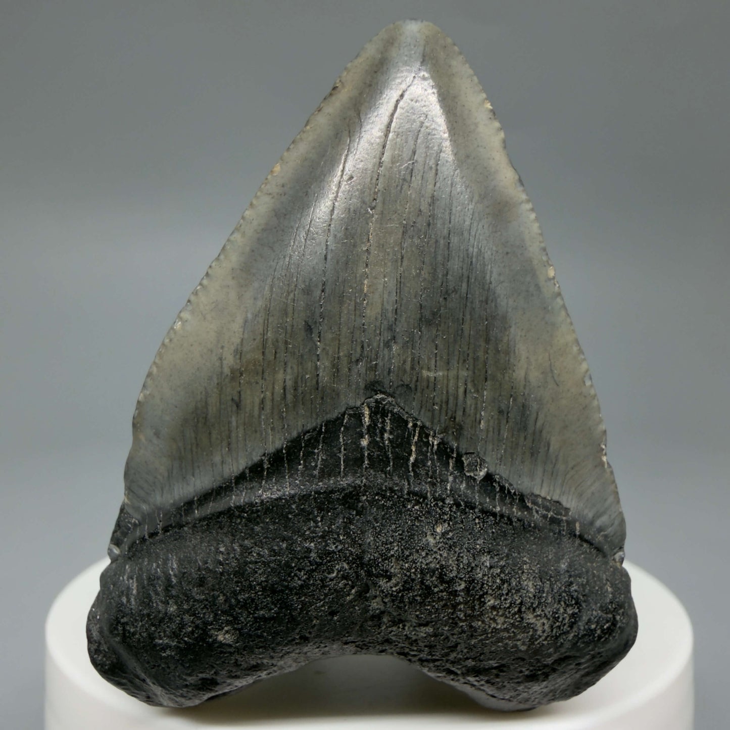 Front View Baby 2.16" Colorful Fossil Megalodon Tooth – South Carolina River Find | Authentic Megalodon Tooth CM6434