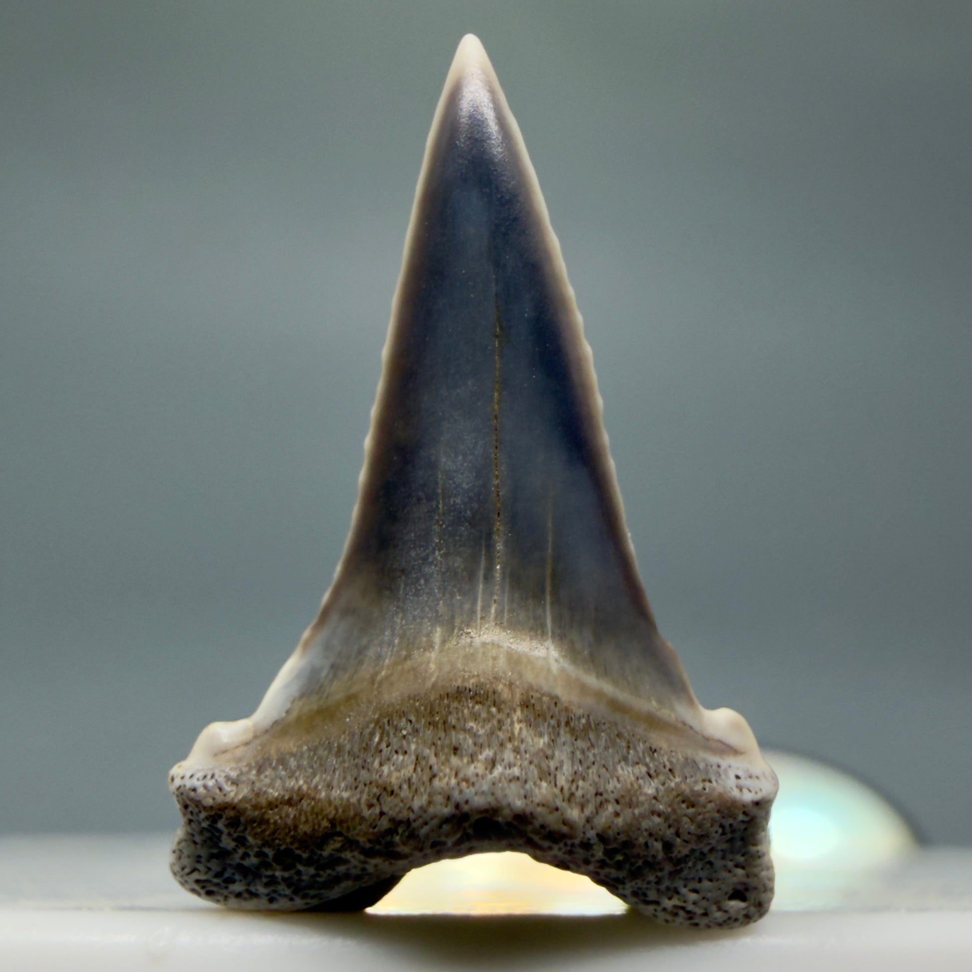 Front View Baby Upper Anterior 0.72" Juvenile Fossil Great White Shark Tooth from Peru GW1353 - 1