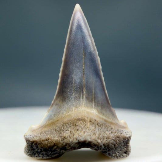 Front View Baby Upper Anterior 0.72" Juvenile Fossil Great White Shark Tooth from Peru GW1353
