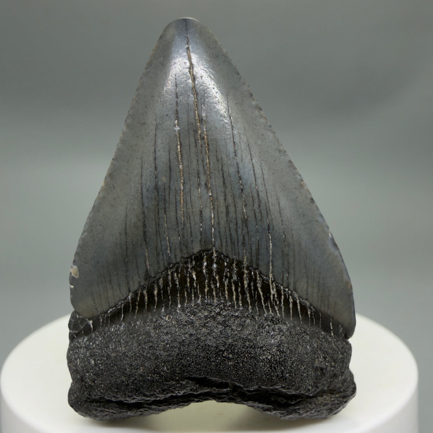 Front View Baby anterior 1.97" Fossil Juvenile Megalodon Tooth from South Carolina CM6342