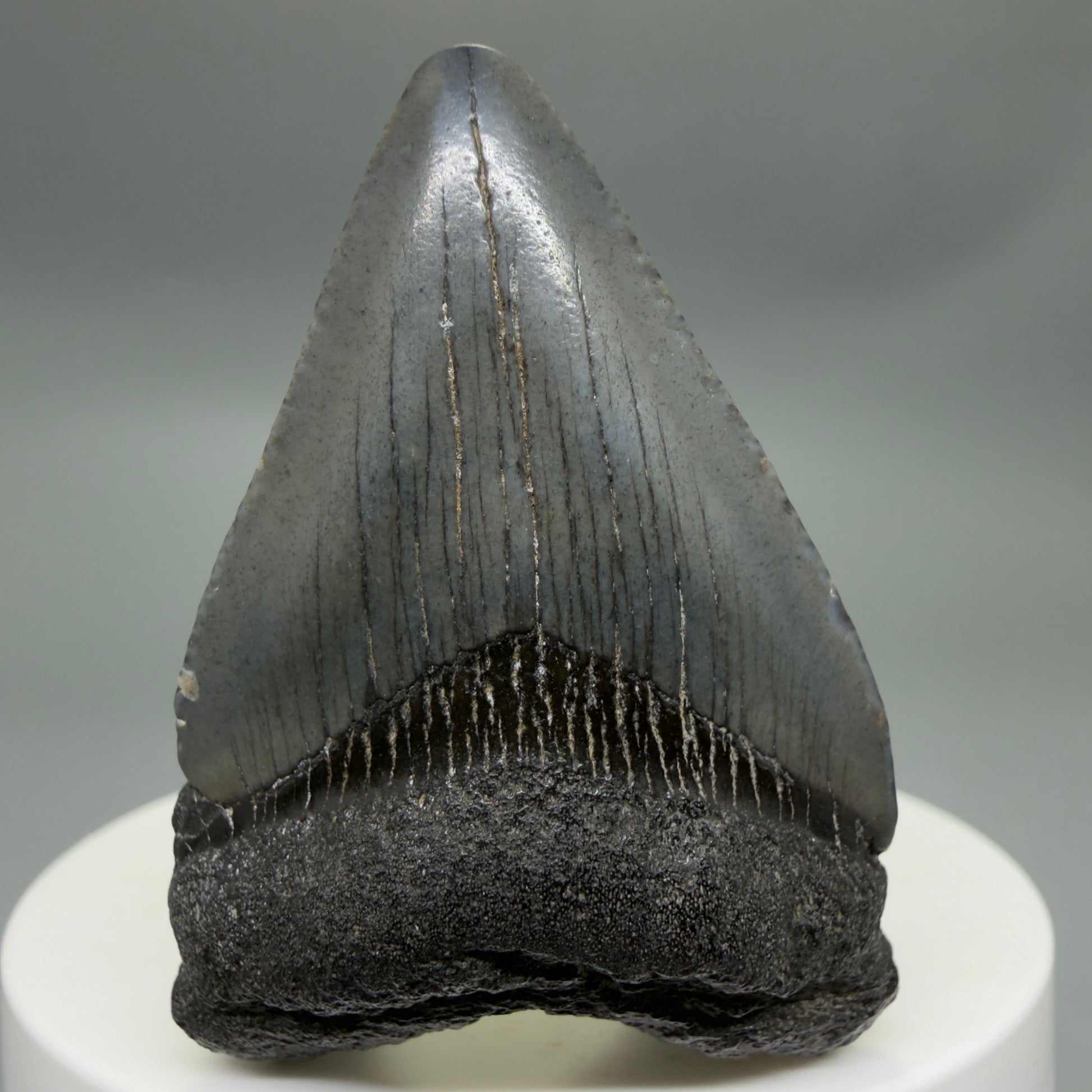 Front View Baby anterior 1.97" Fossil Juvenile Megalodon Tooth from South Carolina CM6342