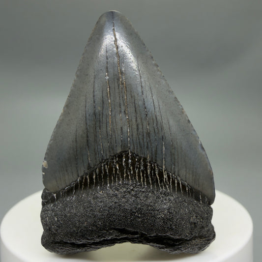 Front View Baby anterior 1.97" Fossil Juvenile Megalodon Tooth from South Carolina CM6342