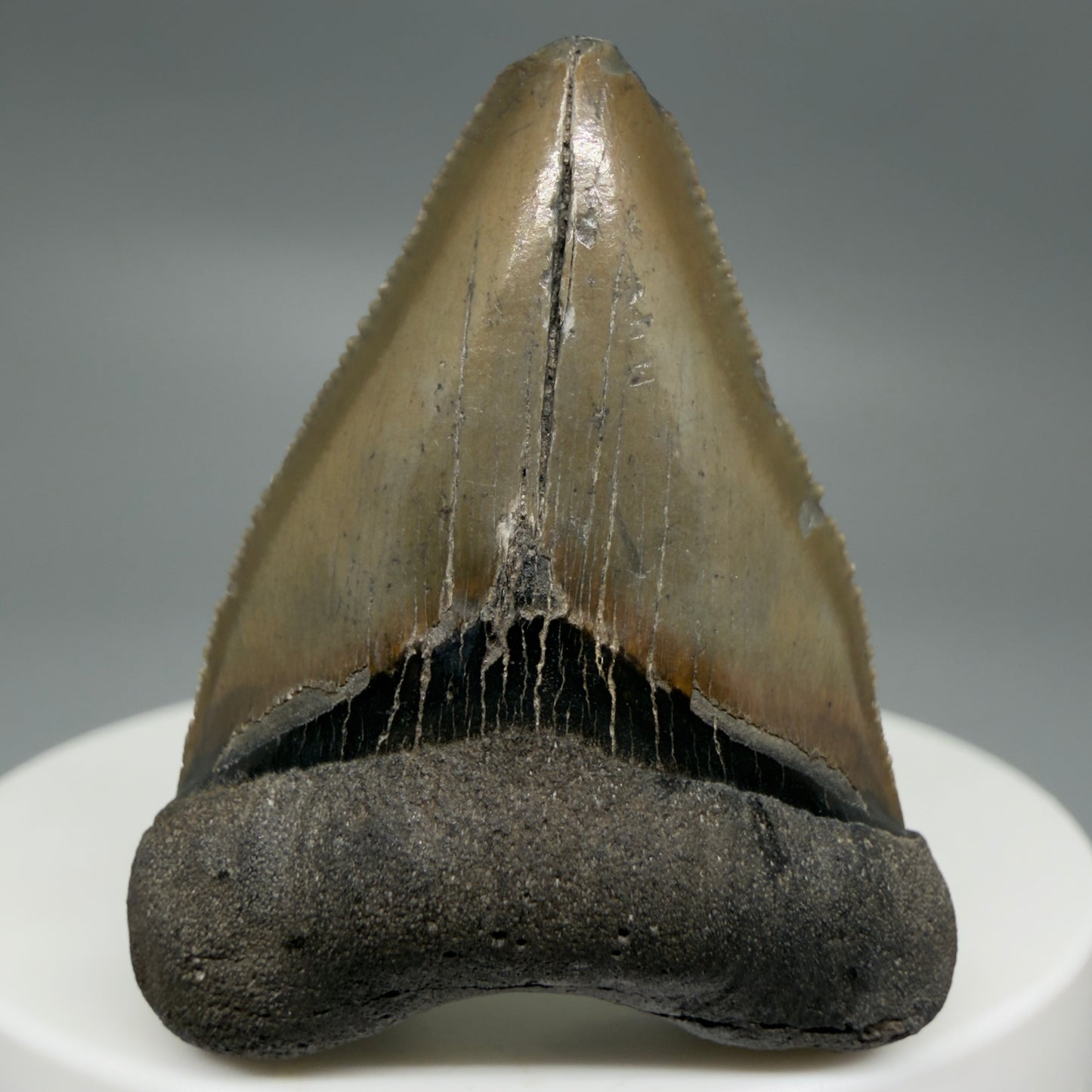 Front View Baby anterior, serrated 1.65" Fossil Megalodon Tooth from South Carolina CM6209