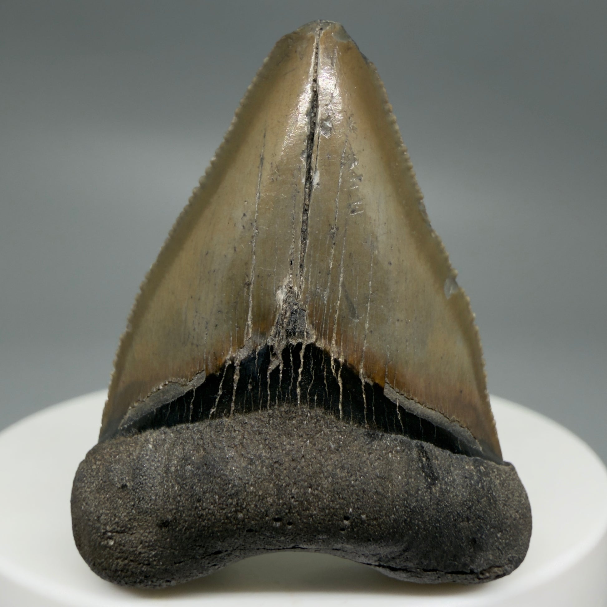 Front View Baby anterior, serrated 1.65" Fossil Megalodon Tooth from South Carolina CM6209