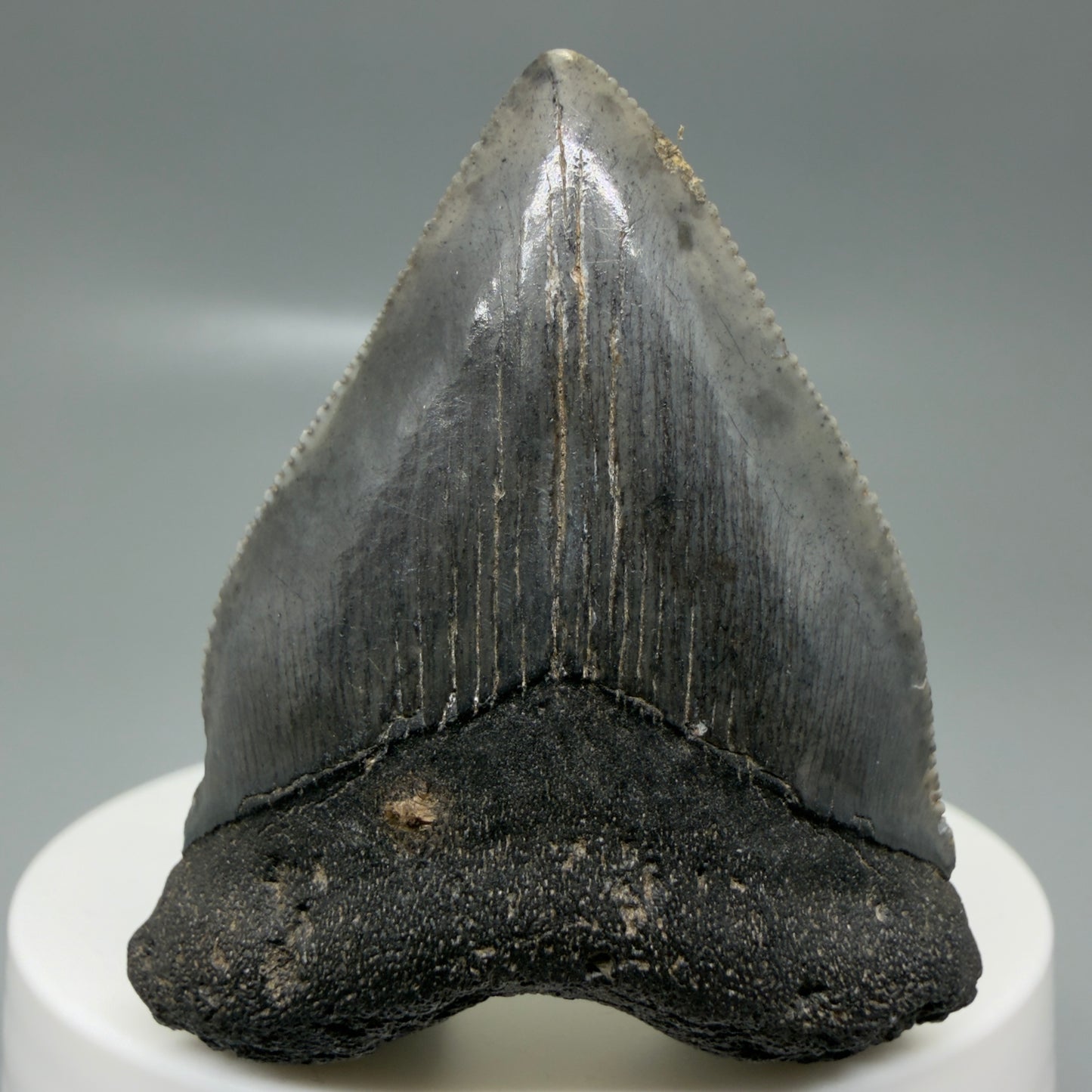 Front View Baby anterior, serrated 1.94" Fossil Megalodon Tooth from South Carolina CM6128
