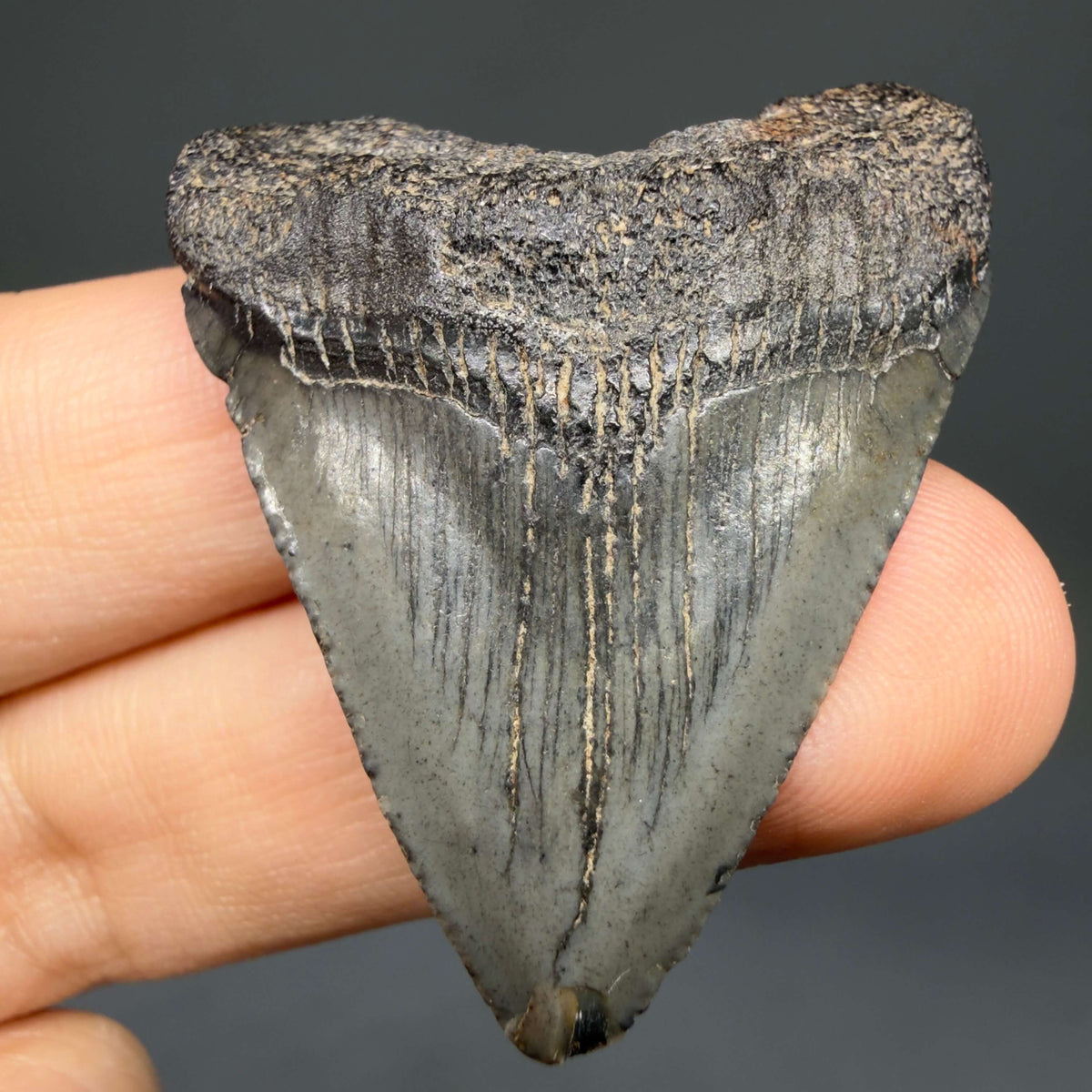 Front View Baby, colorful 1.68" Juvenile Fossil Megalodon Tooth – South Carolina River Find | Authentic megalodonteeth.com CM6780