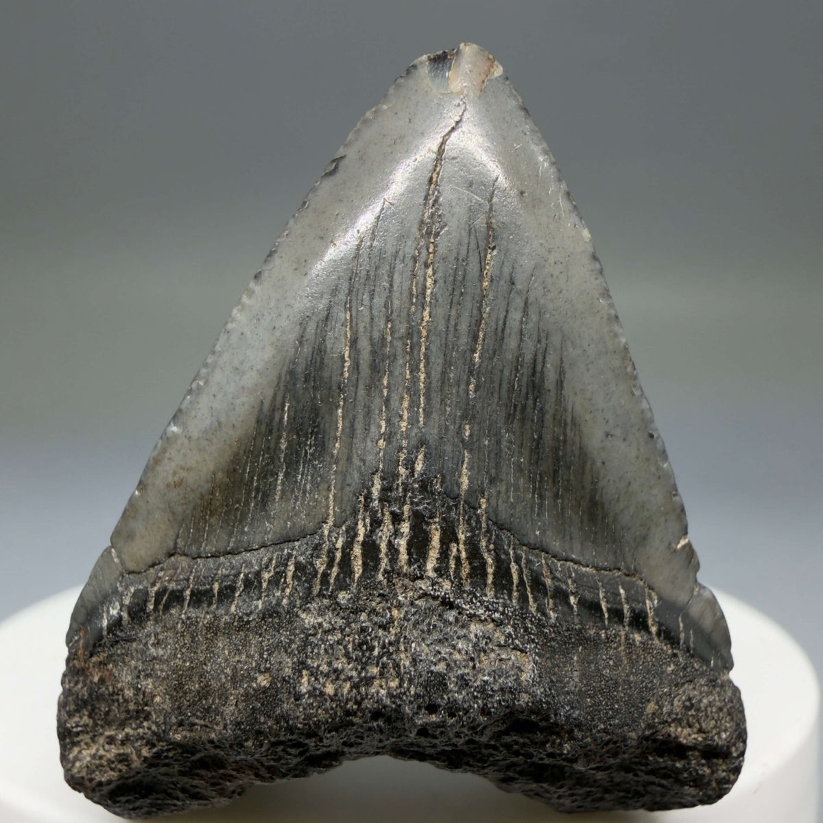 Front View Baby, colorful 1.68" Juvenile Fossil Megalodon Tooth – South Carolina River Find | Authentic megalodonteeth.com CM6780 - 1
