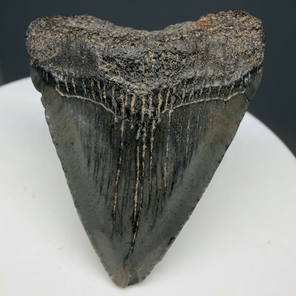 Front View Baby, colorful 1.68" Juvenile Fossil Megalodon Tooth – South Carolina River Find | Authentic megalodonteeth.com CM6780 - 2