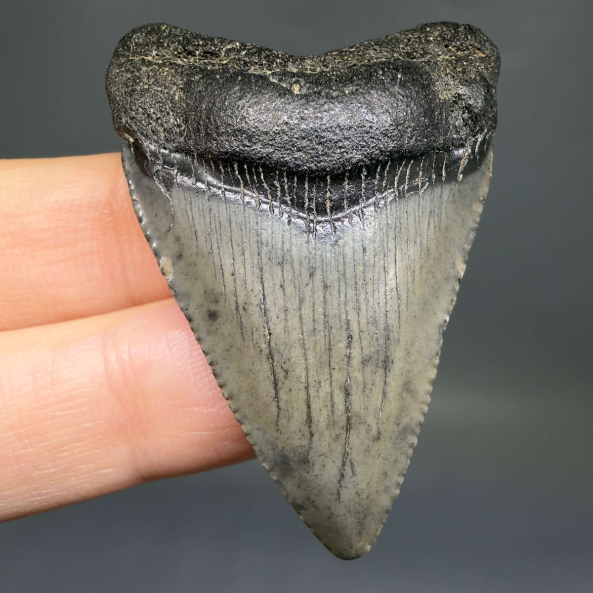 Front View Baby, colorful 1.78" Juvenile Fossil Megalodon Tooth – South Carolina River Find | Authentic megalodonteeth.com CM6778