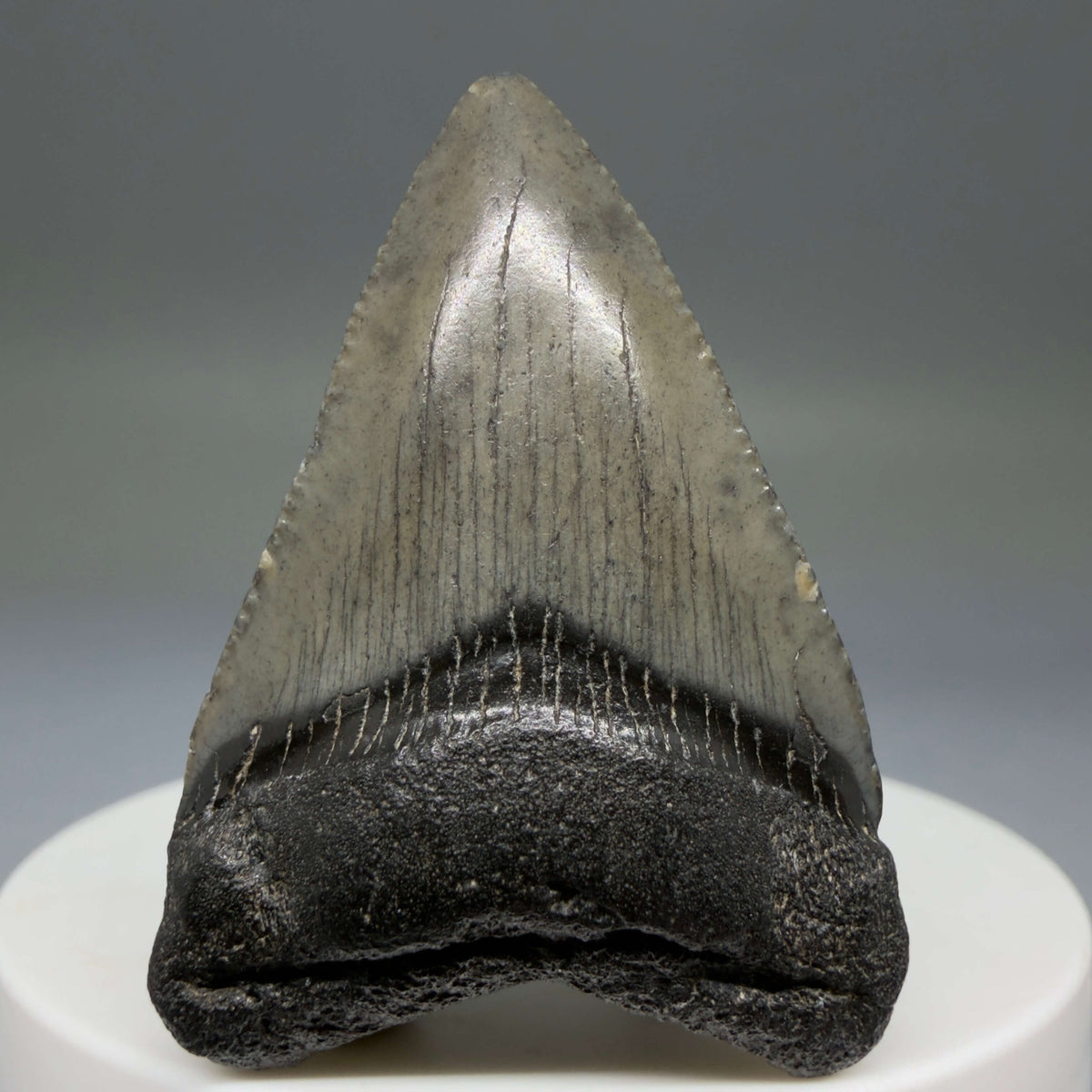 Front View Baby, colorful 1.78" Juvenile Fossil Megalodon Tooth – South Carolina River Find | Authentic megalodonteeth.com CM6778 - 1