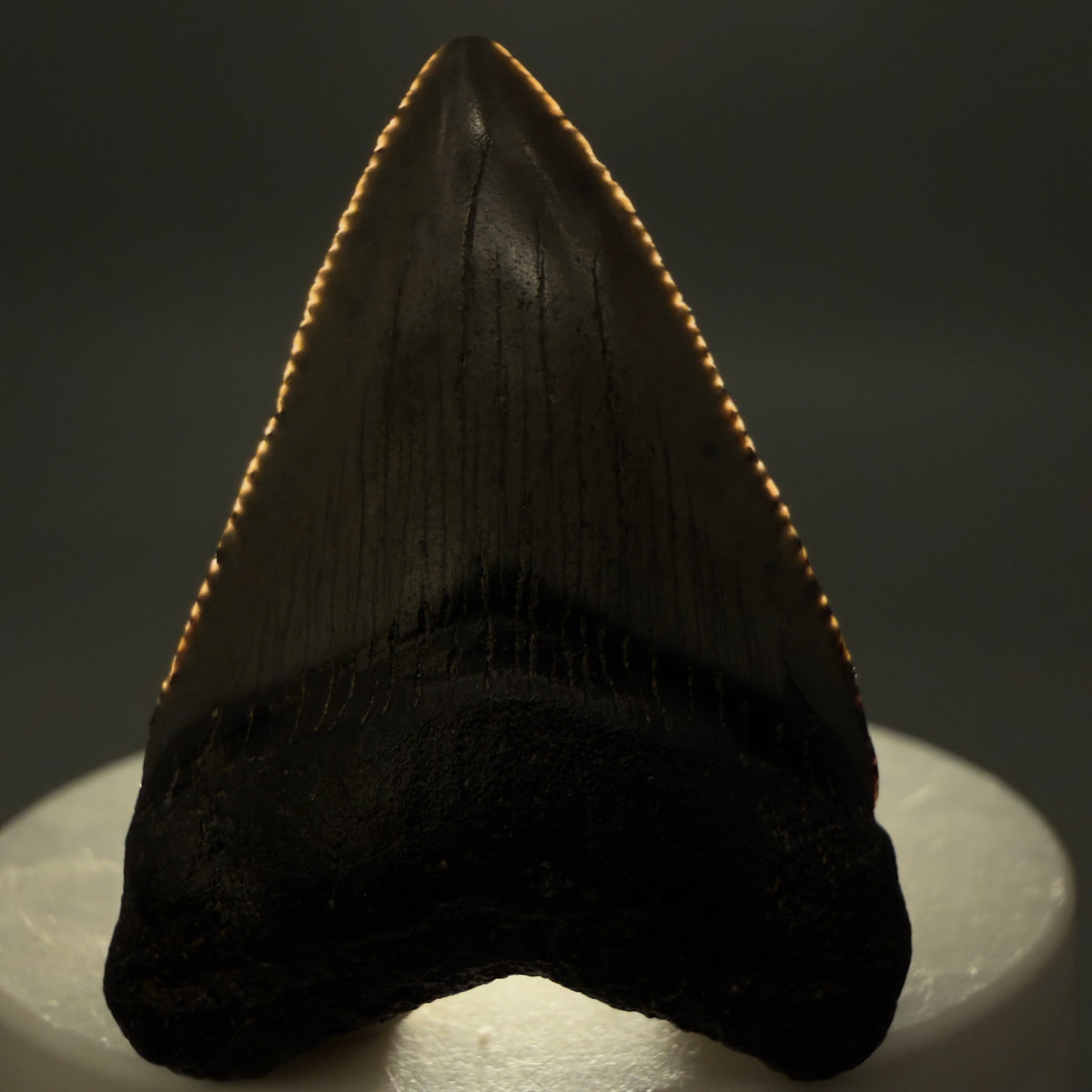 Front View Baby, colorful 1.78" Juvenile Fossil Megalodon Tooth – South Carolina River Find | Authentic megalodonteeth.com CM6778 - 2