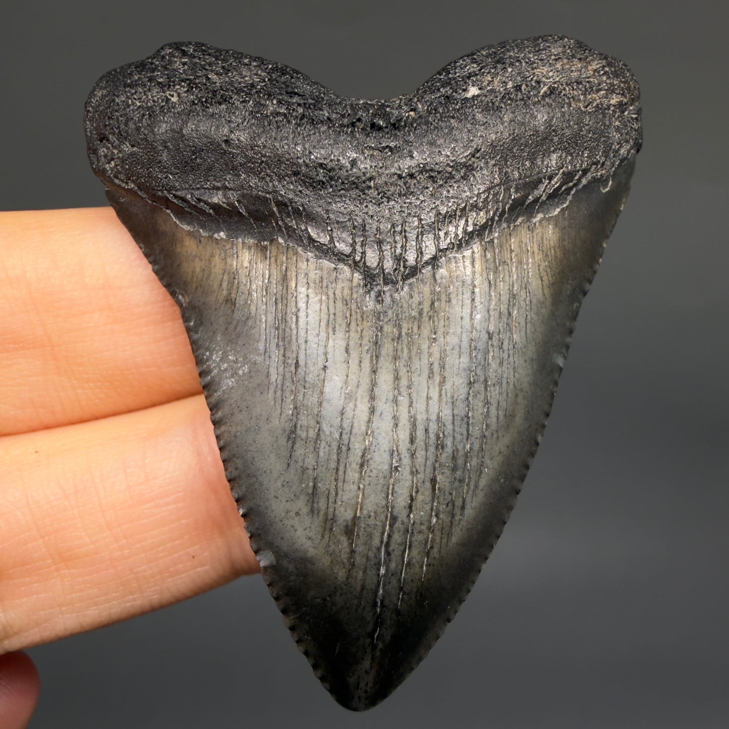 Front View Baby, colorful 2.13" Juvenile Fossil Megalodon Tooth – South Carolina River Find | Authentic megalodonteeth.com CM6548
