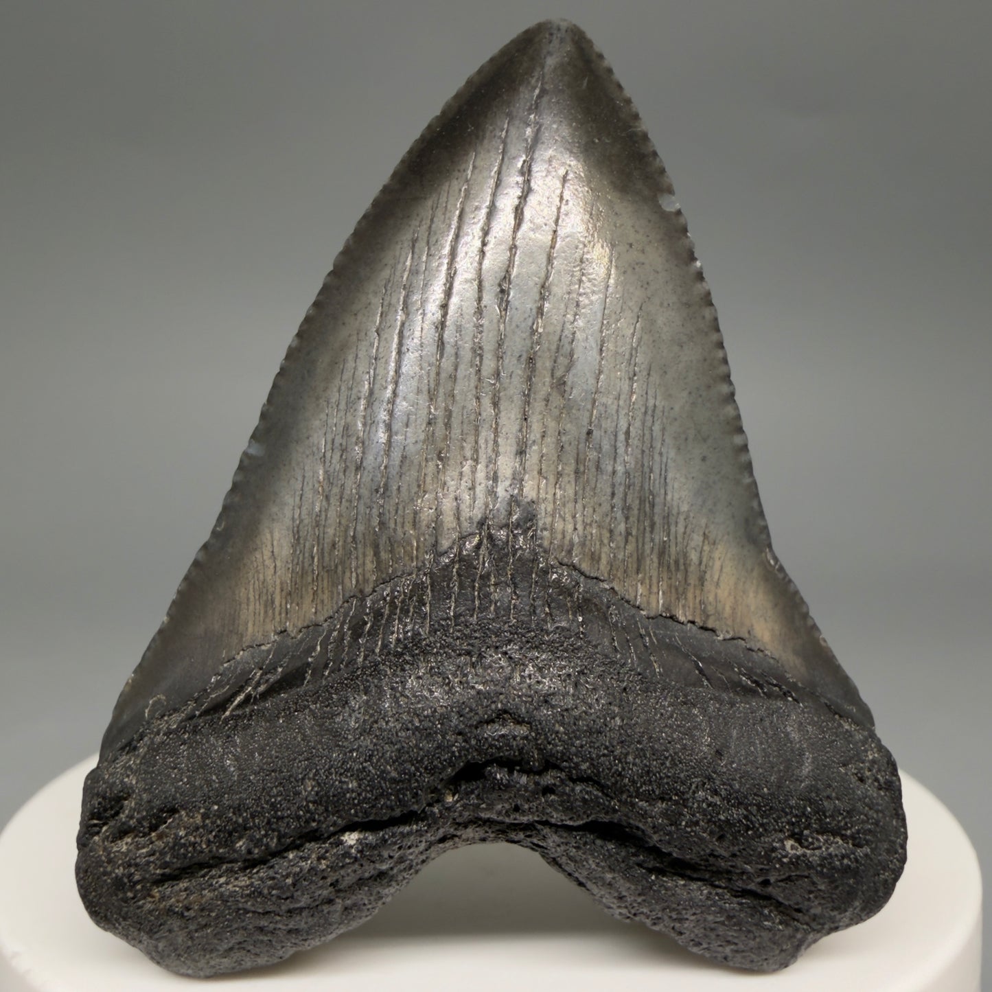 Front View Baby, colorful 2.13" Juvenile Fossil Megalodon Tooth – South Carolina River Find | Authentic megalodonteeth.com CM6548 - 1