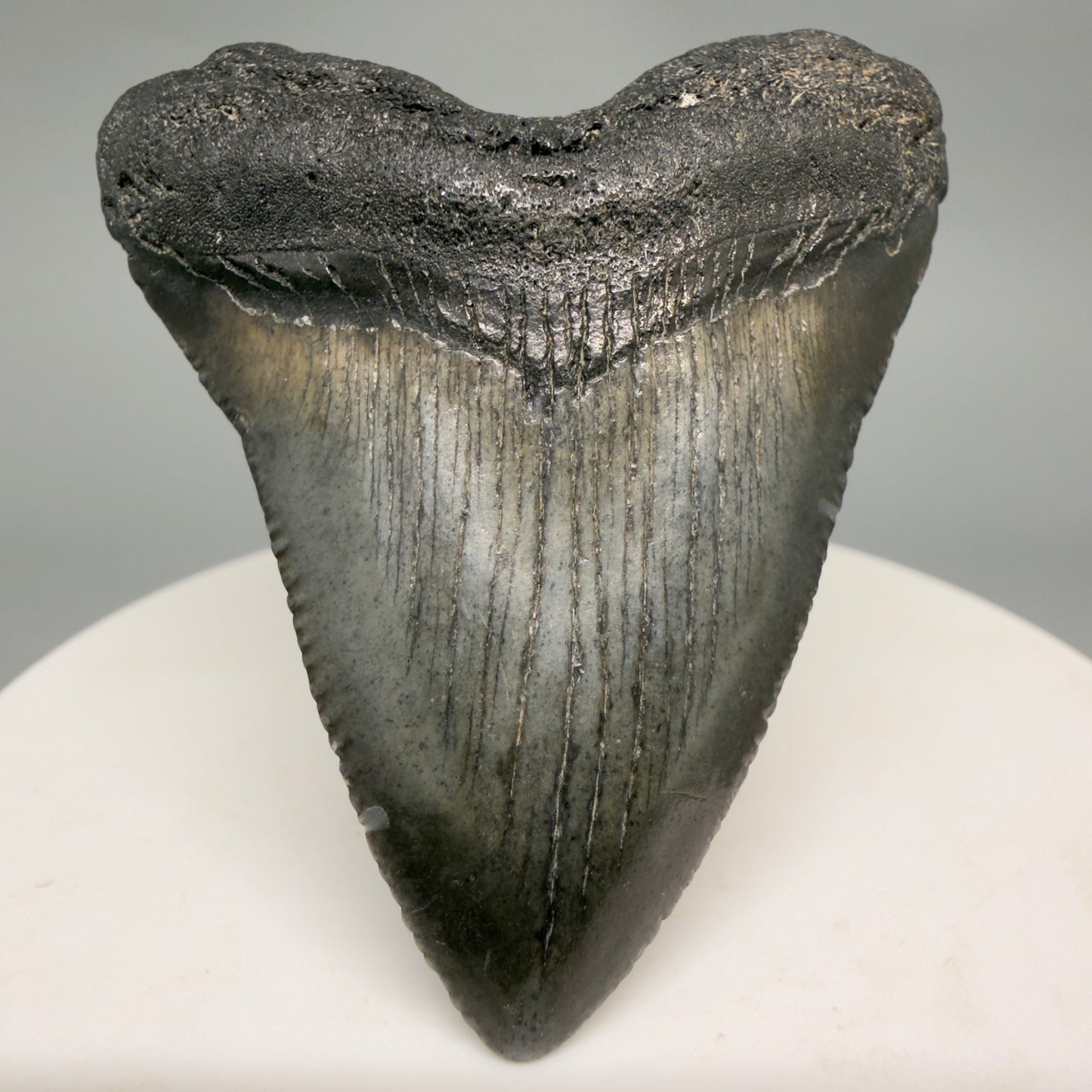 Front View Baby, colorful 2.13" Juvenile Fossil Megalodon Tooth – South Carolina River Find | Authentic megalodonteeth.com CM6548 - 2