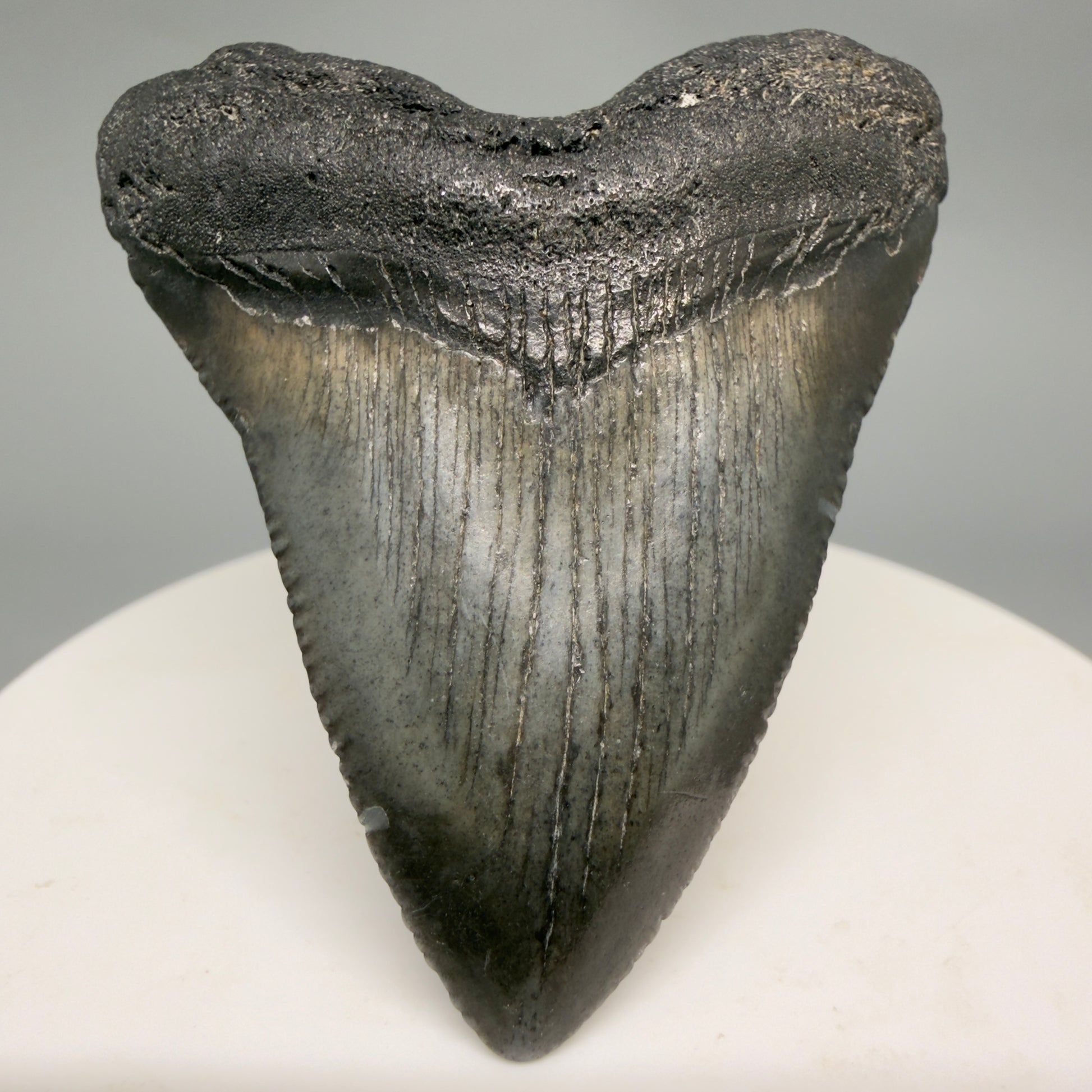 Front View Baby, colorful 2.13" Juvenile Fossil Megalodon Tooth – South Carolina River Find | Authentic megalodonteeth.com CM6548 - 2