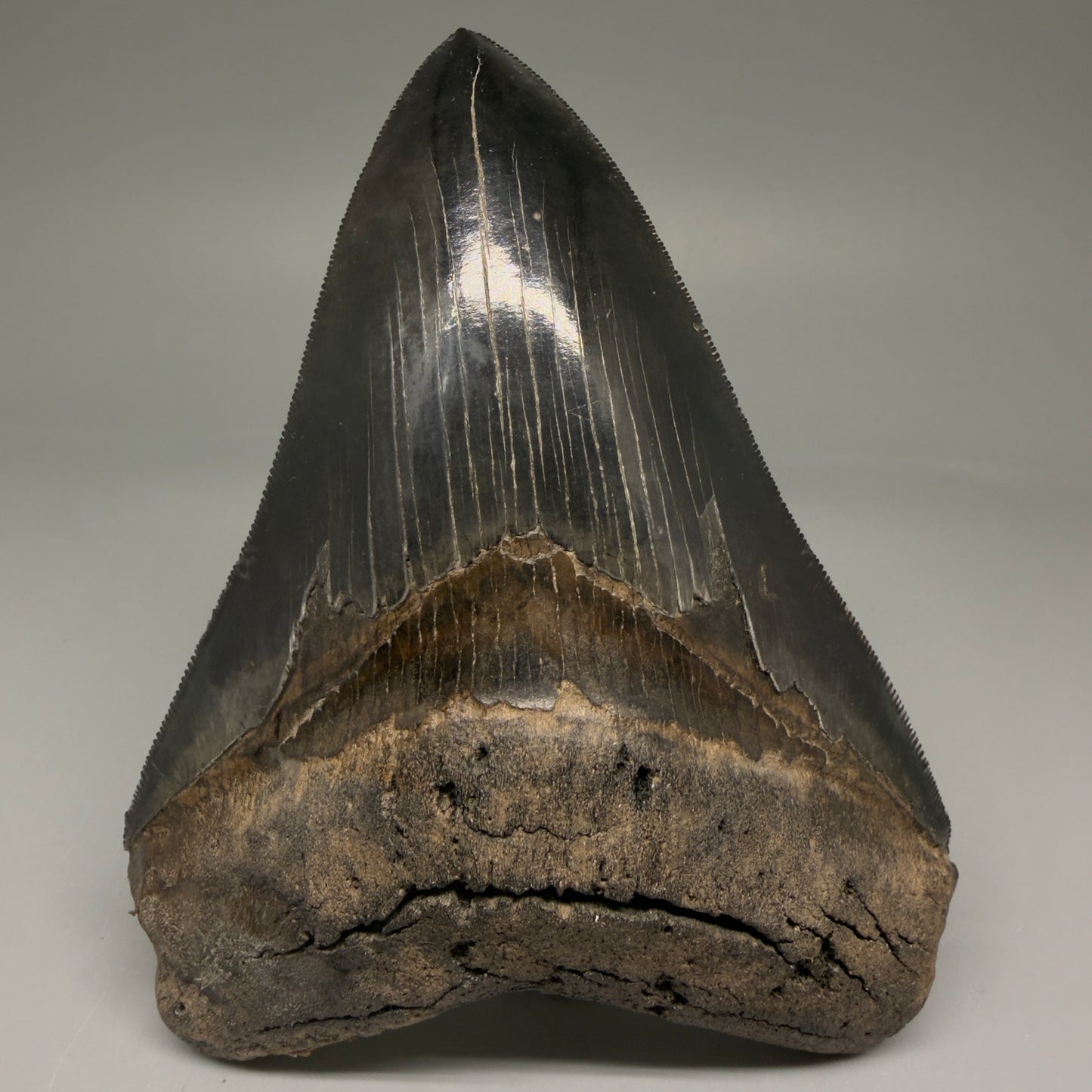 Front View Back Left  View 3.88" Fossil Megalodon Shark Tooth - Georgia - Collector's Quality Gem CM5769 CM5772