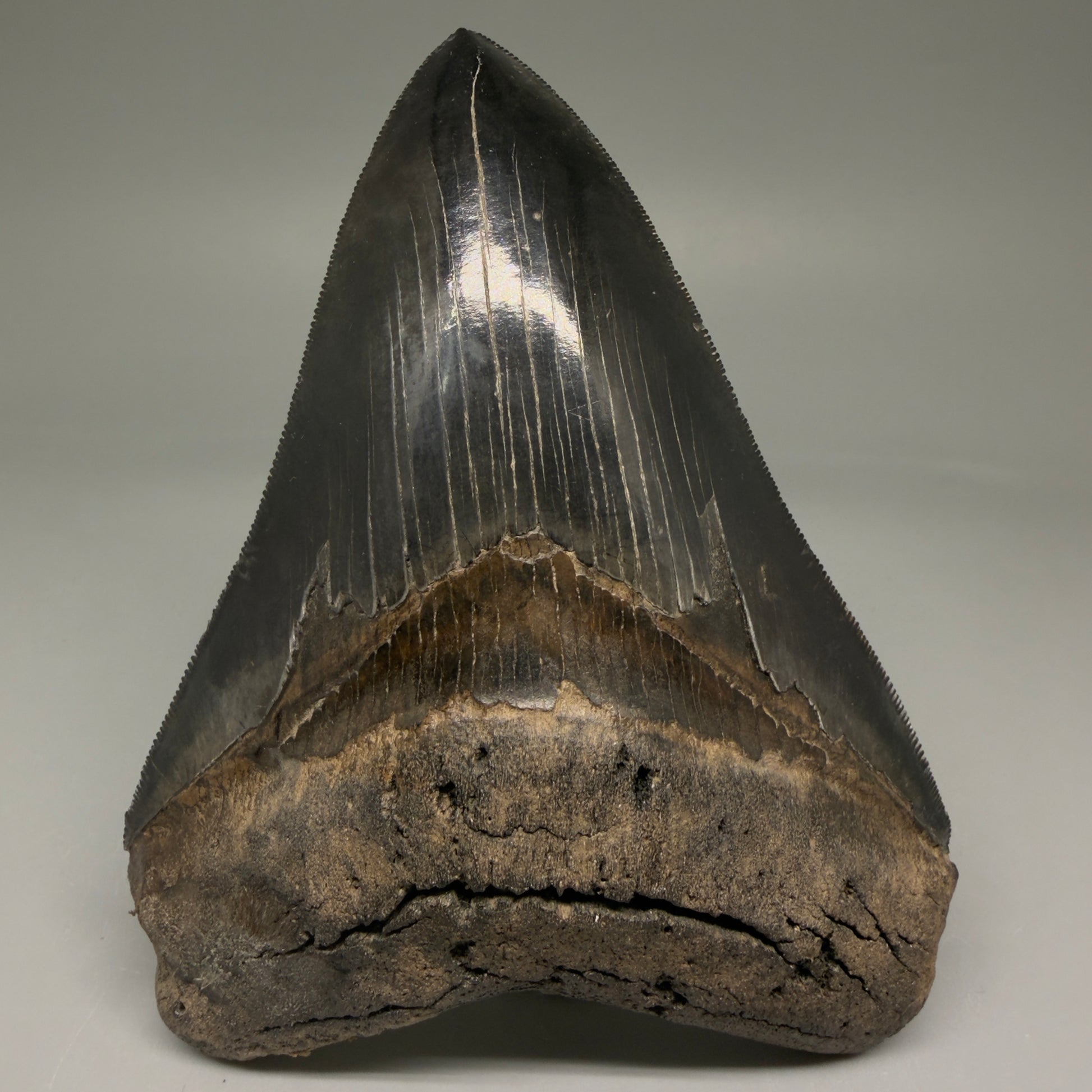 Front View Back Left  View 3.88" Fossil Megalodon Shark Tooth - Georgia - Collector's Quality Gem CM5769 CM5772