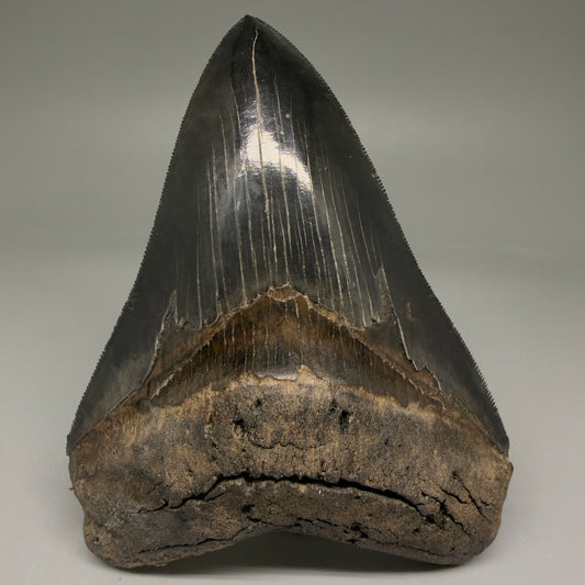 Front View Back Left  View 3.88" Fossil Megalodon Shark Tooth - Georgia - Collector's Quality Gem CM5769 CM5772