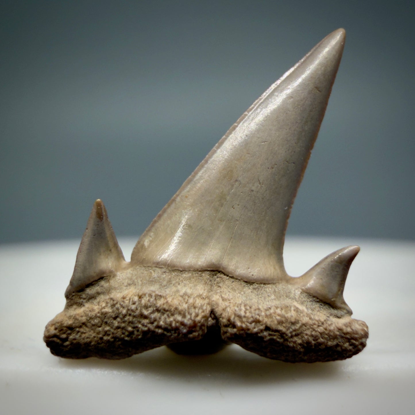 Front View Beautiful 0.63" Fossil Extinct Mackerel Shark tooth - Summerville, SC - R631
