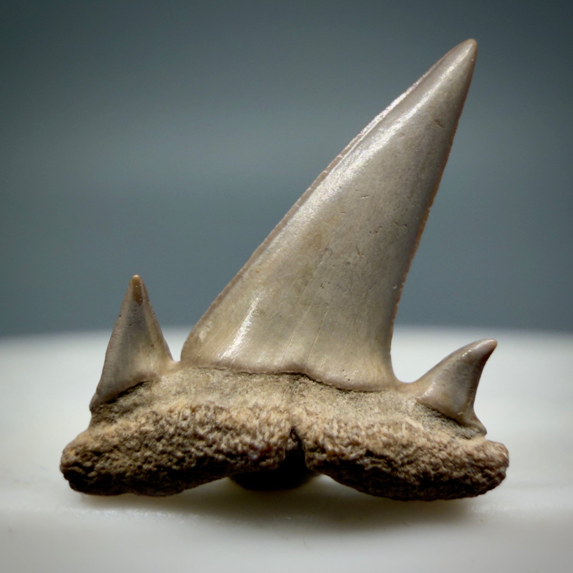Front View Beautiful 0.63" Fossil Extinct Mackerel Shark tooth - Summerville, SC - R631