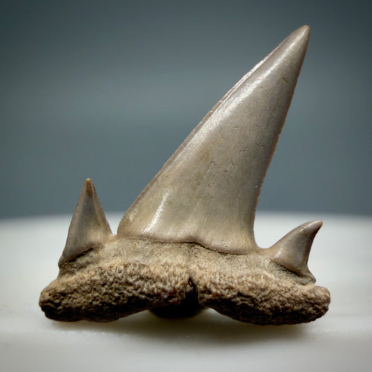 Front View Beautiful 0.63" Fossil Extinct Mackerel Shark tooth - Summerville, SC - R631