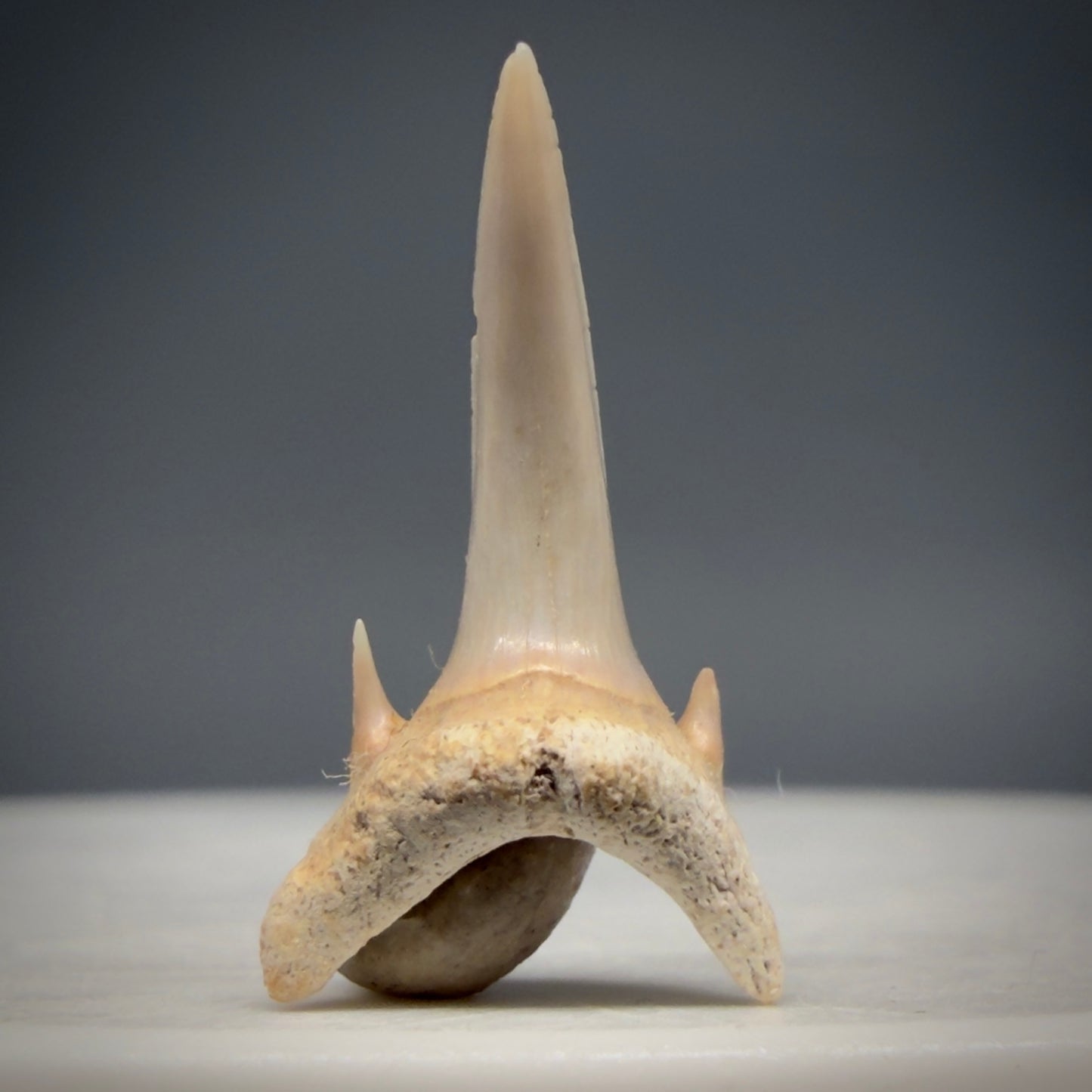 Front View Beautiful 0.67" Fossil Extinct Mackerel Shark tooth - Summerville, SC megalodonteeth.com R651
