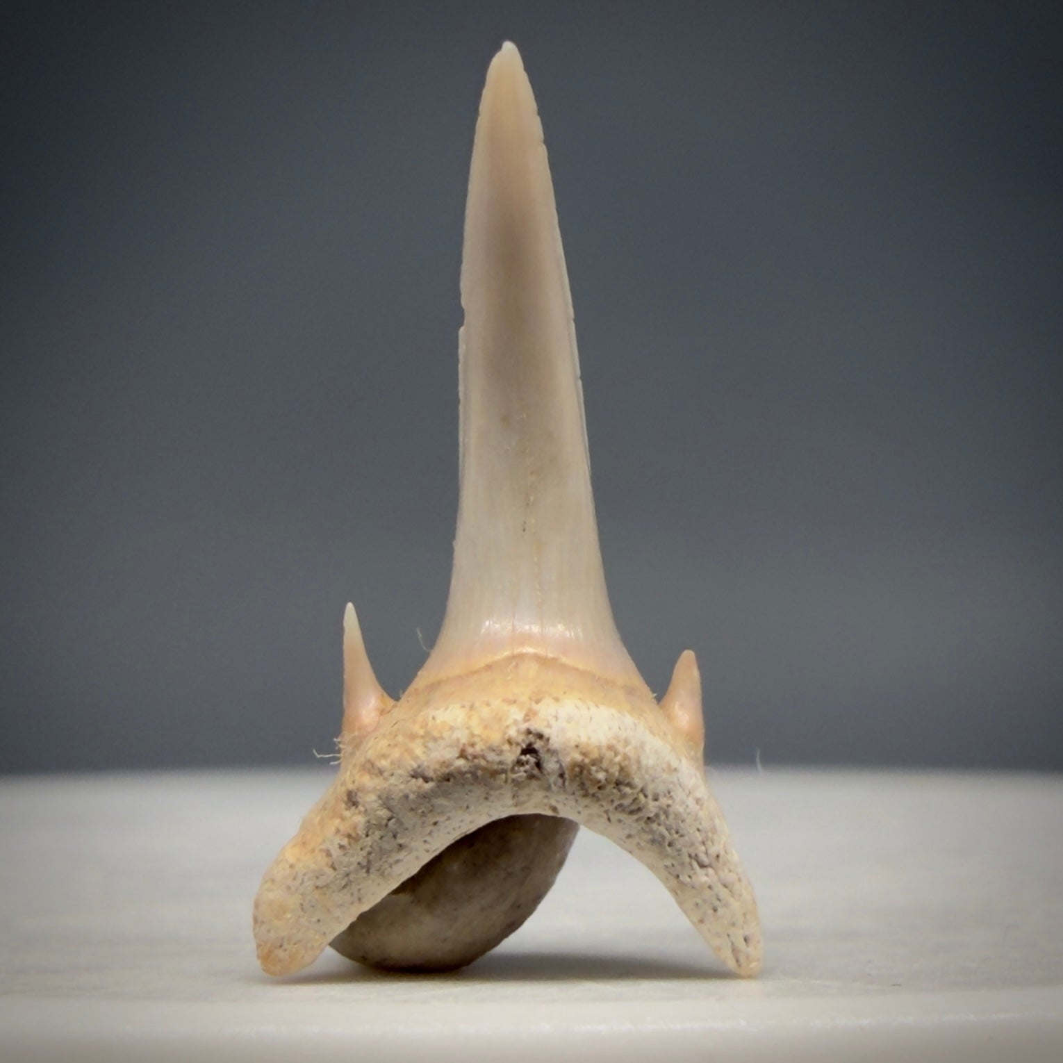 Front View Beautiful 0.67" Fossil Extinct Mackerel Shark tooth - Summerville, SC megalodonteeth.com R651