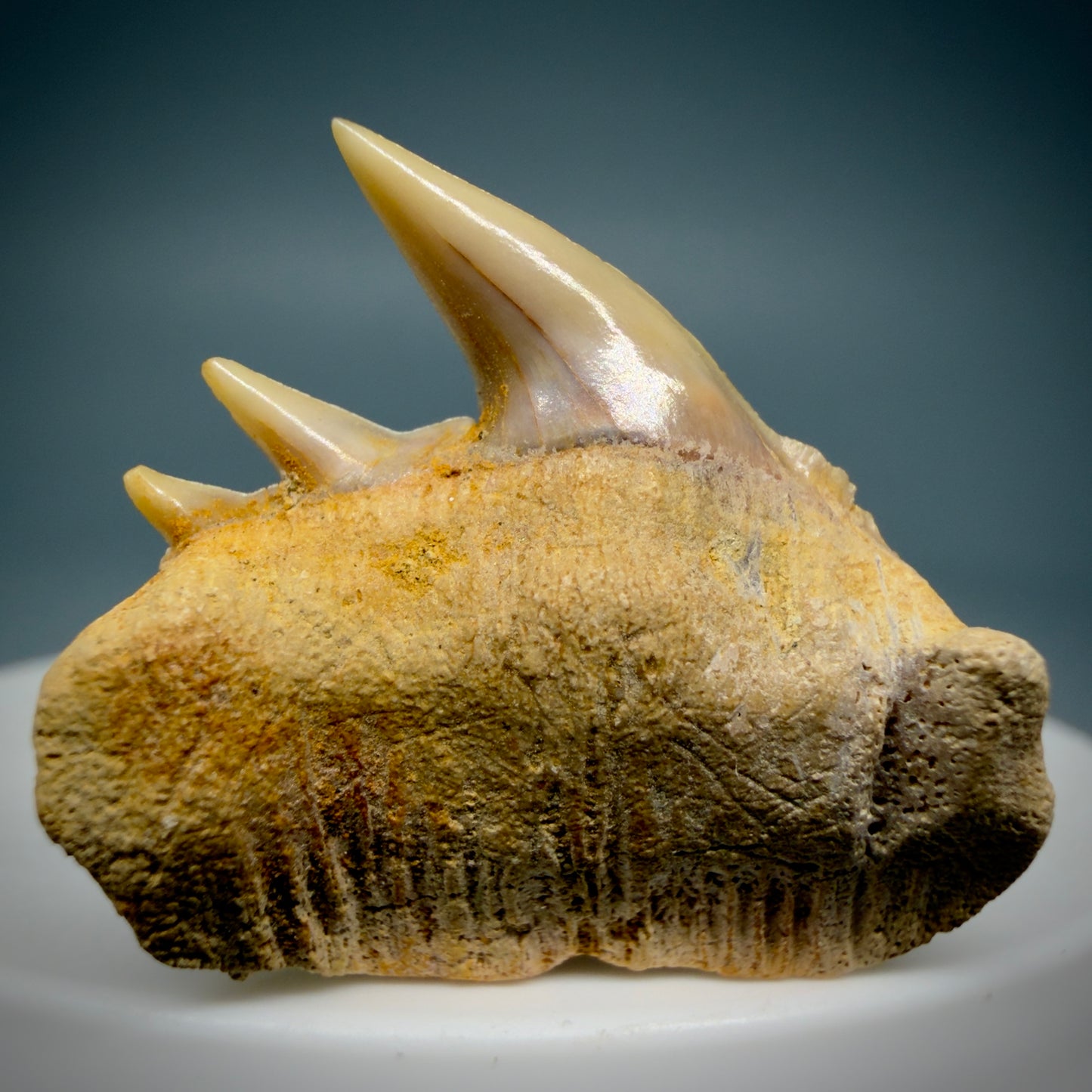 Front View Beautiful 1.14" long Fossil Hexanchus gigas - Sixgill Cow Shark tooth from Chile R627