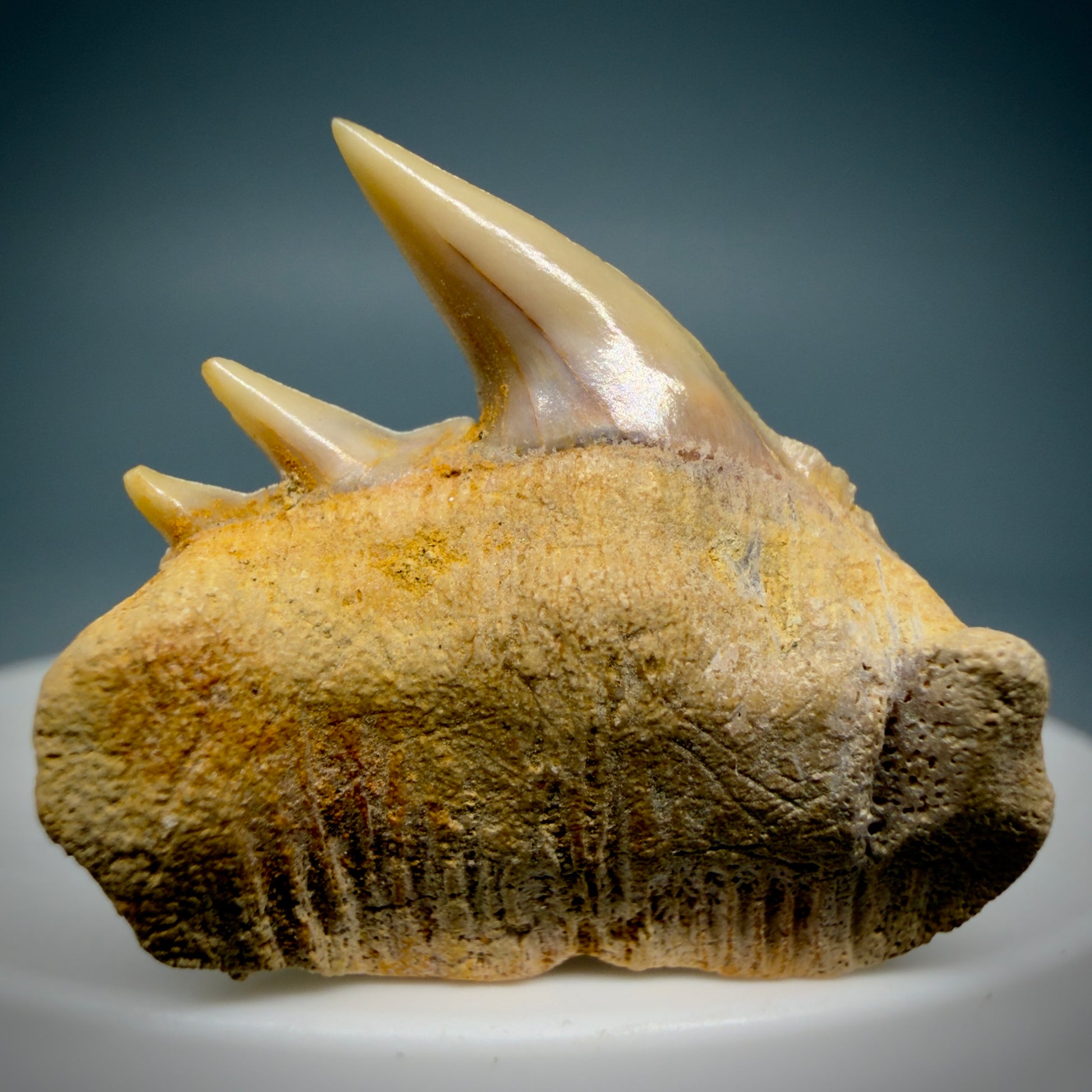 Front View Beautiful 1.14" long Fossil Hexanchus gigas - Sixgill Cow Shark tooth from Chile R627