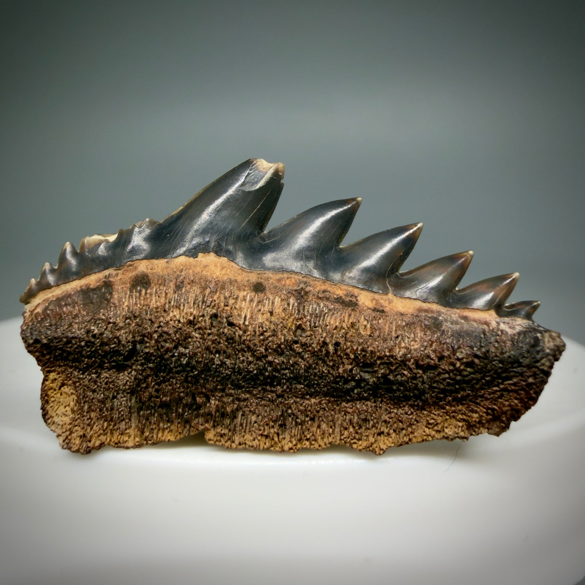 Front View Beautiful 1.23" wide Fossil Notidanodon lanceolatus - Extinct Cow Shark tooth from Russia - R622