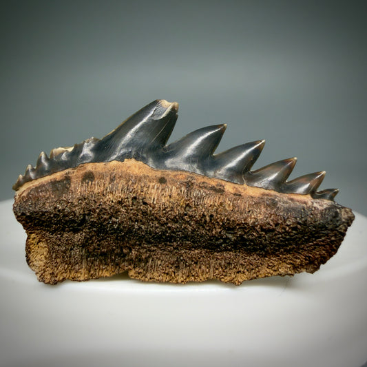 Front View Beautiful 1.23" wide Fossil Notidanodon lanceolatus - Extinct Cow Shark tooth from Russia - R622