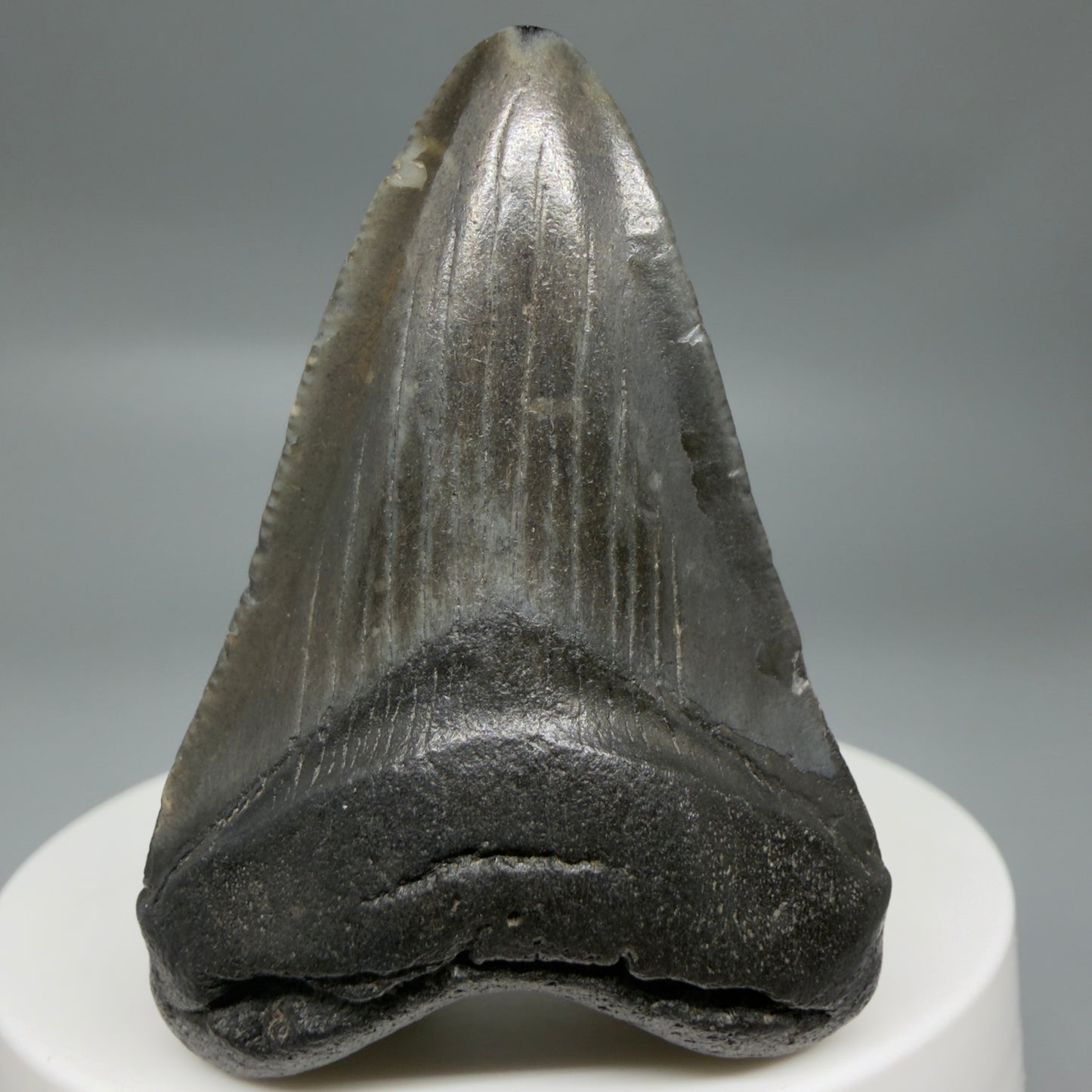 Front View Beautiful 2.09"  Fossil Megalodon Tooth – South Carolina River Find | Authentic CM6347