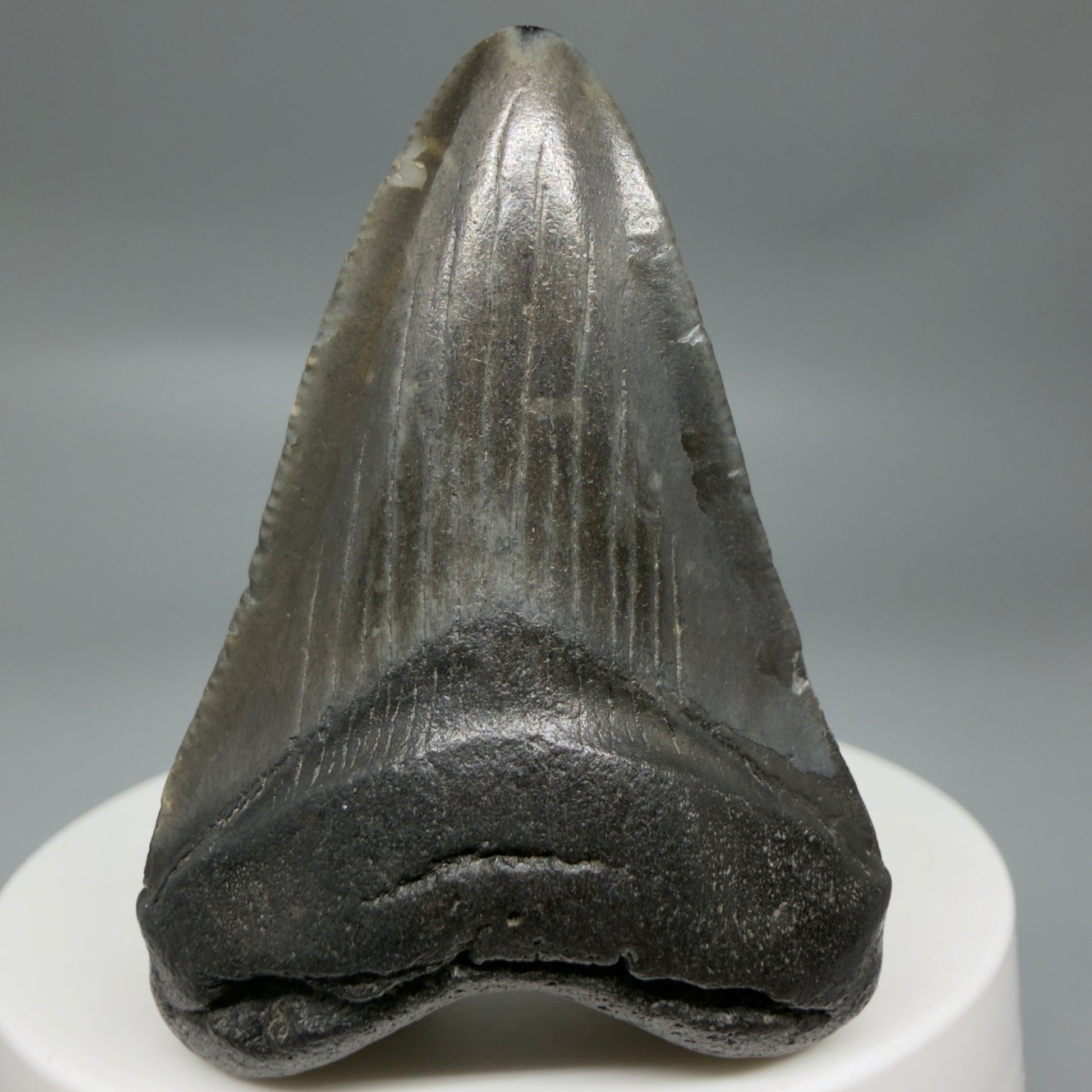Front View Beautiful 2.09"  Fossil Megalodon Tooth – South Carolina River Find | Authentic CM6347