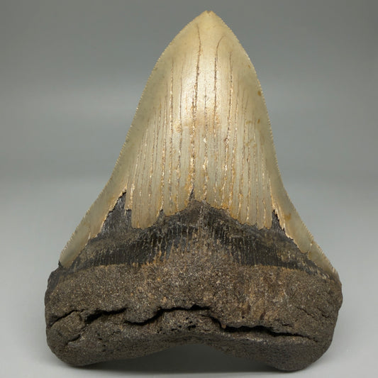Front View Beautiful 4.97" Fossil Megalodon Tooth - Wilmington North Carolina CM6001