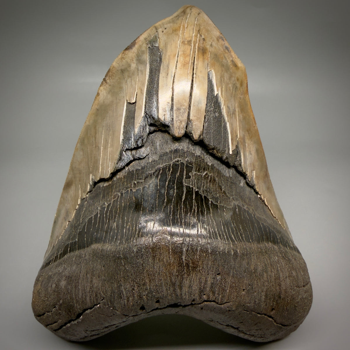 Front View Beautiful, Deformed, serrated 5.56" Fossil Megalodon Tooth - South Carolina megalodonteeth.com CM6600