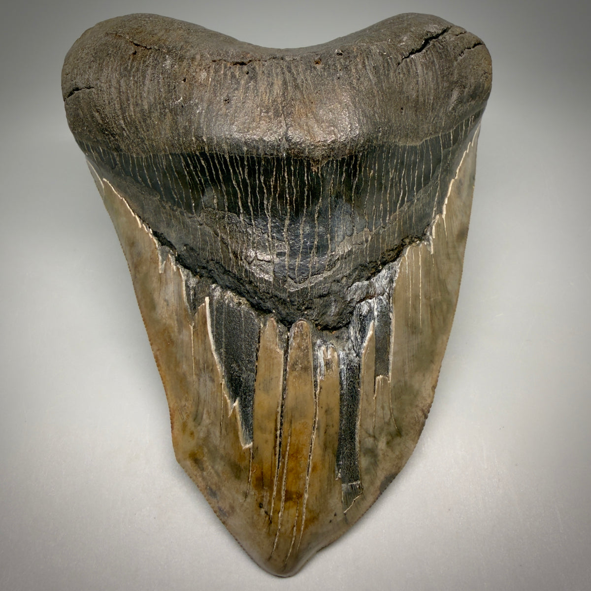Front View Beautiful, Deformed, serrated 5.56" Fossil Megalodon Tooth - South Carolina megalodonteeth.com CM6600 - 1